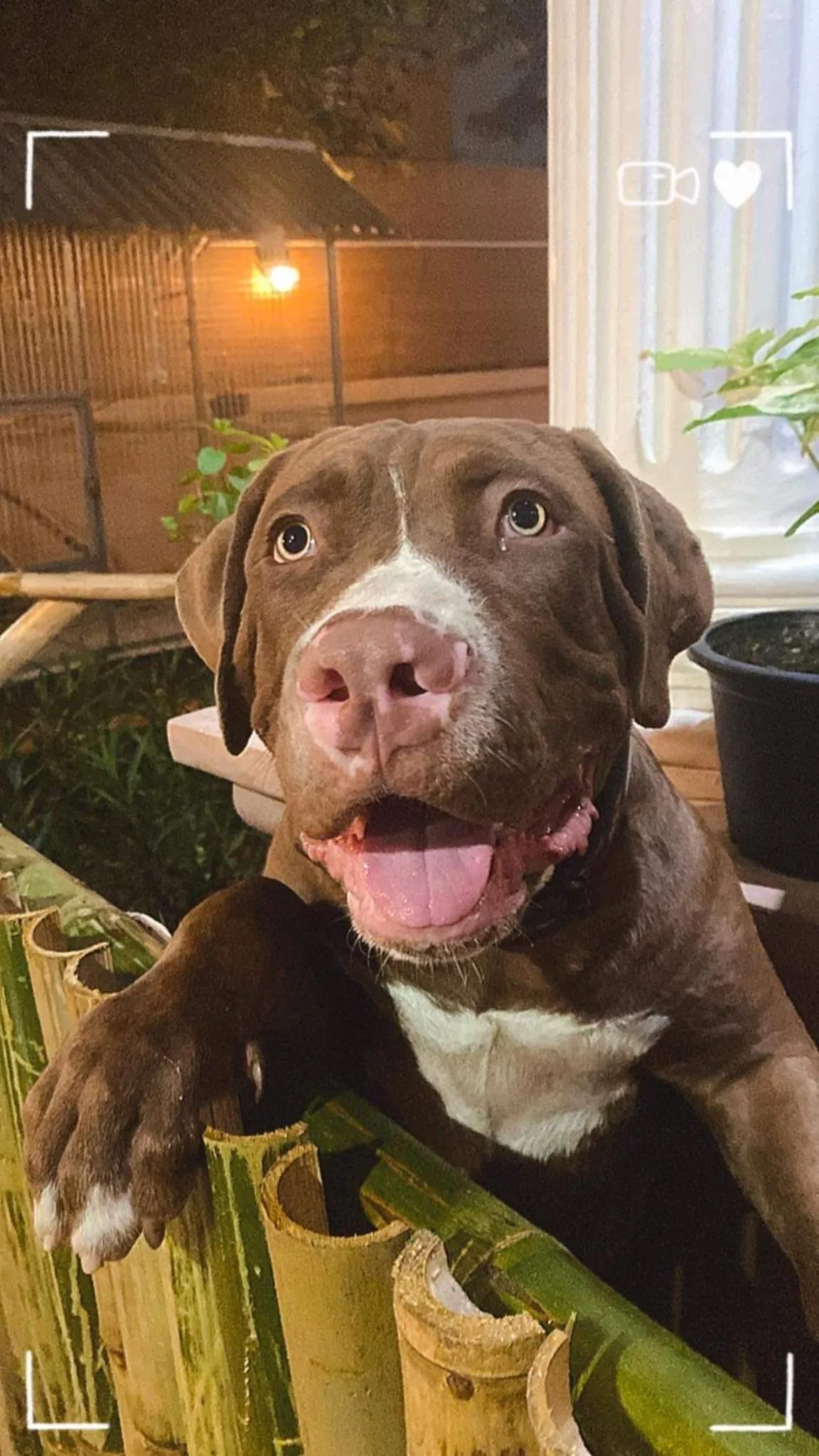 Pets in The Villa Residences Resort