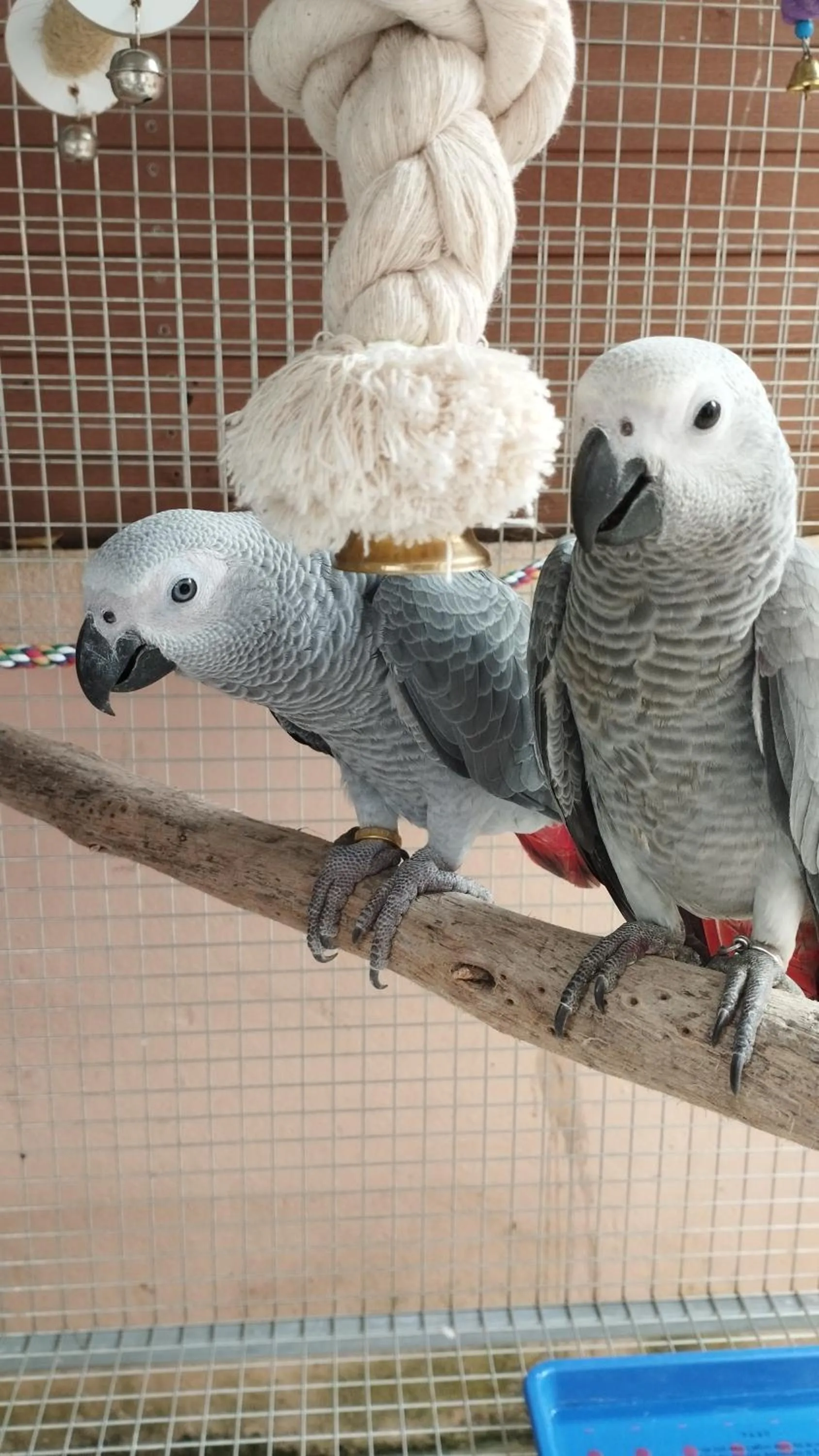 Animals in The Villa Residences Resort