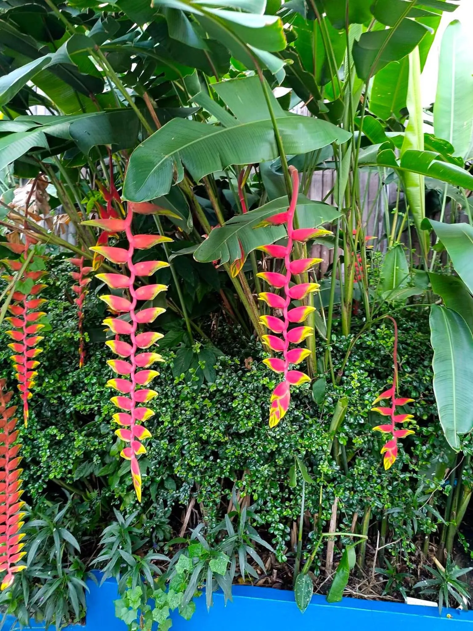 Garden in The Villa Residences Resort