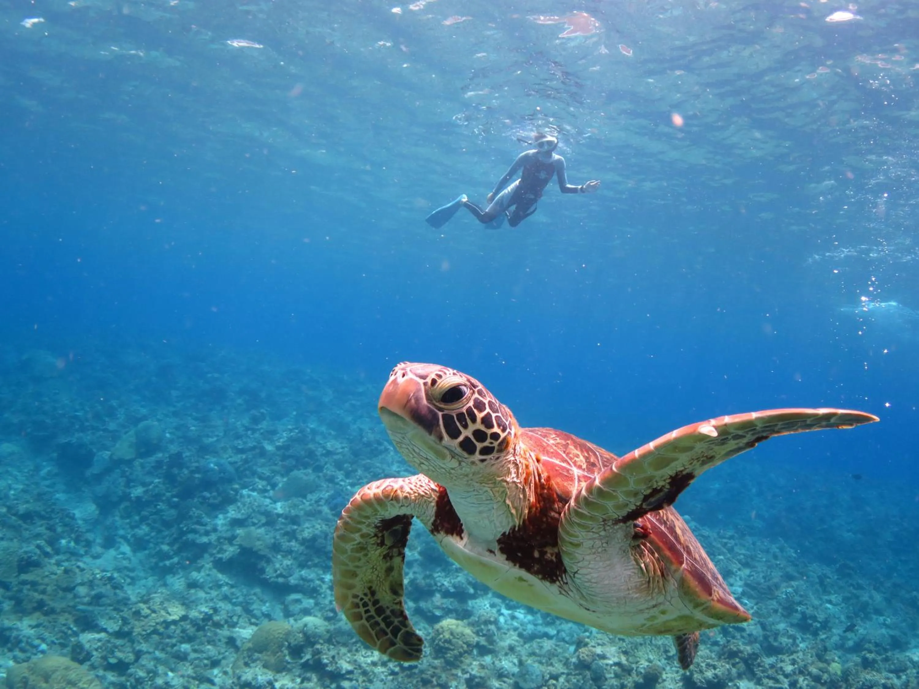 Activities in Ishigaki Seaside Hotel