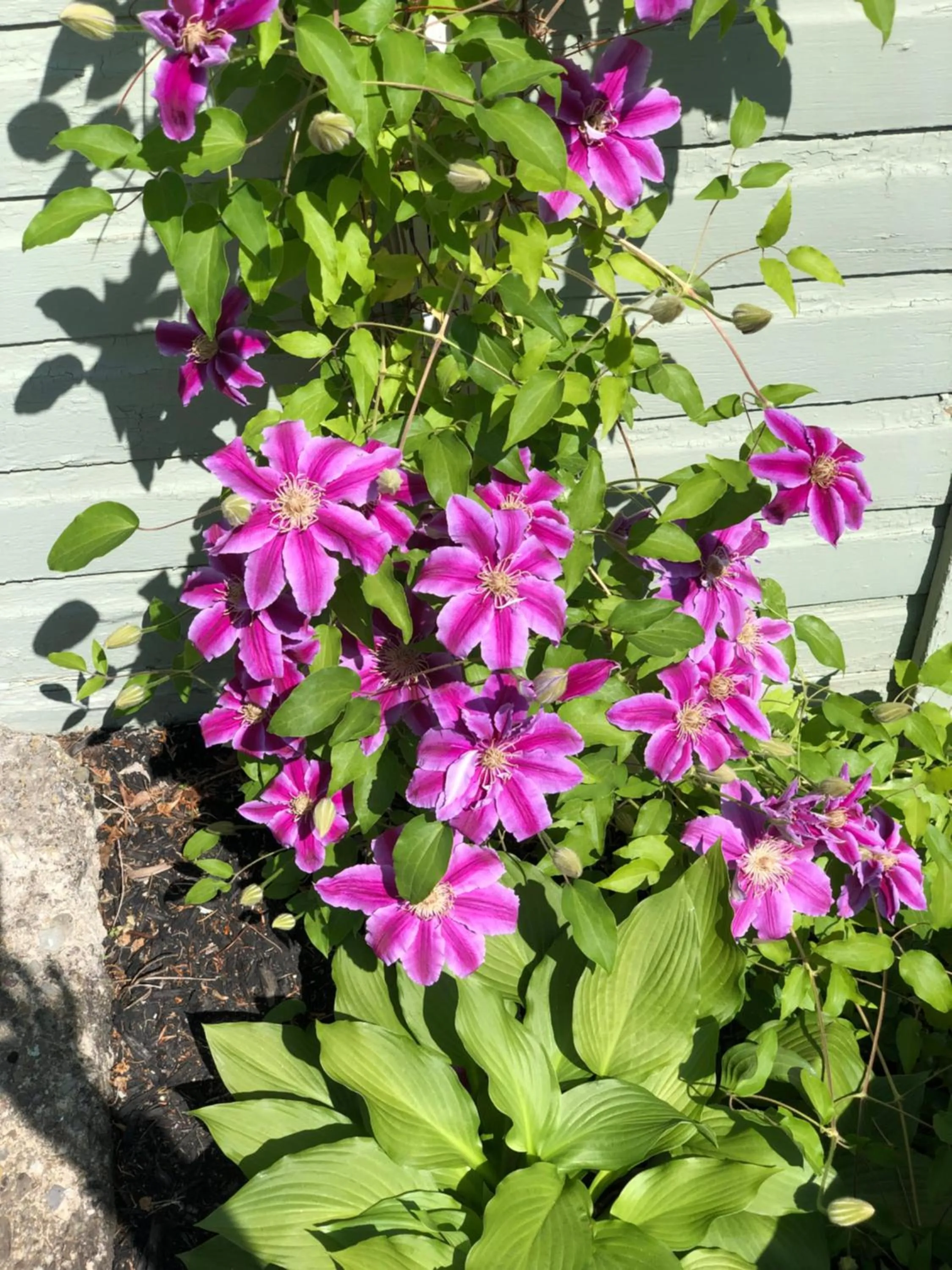 18 Vine Inn & Carriage House