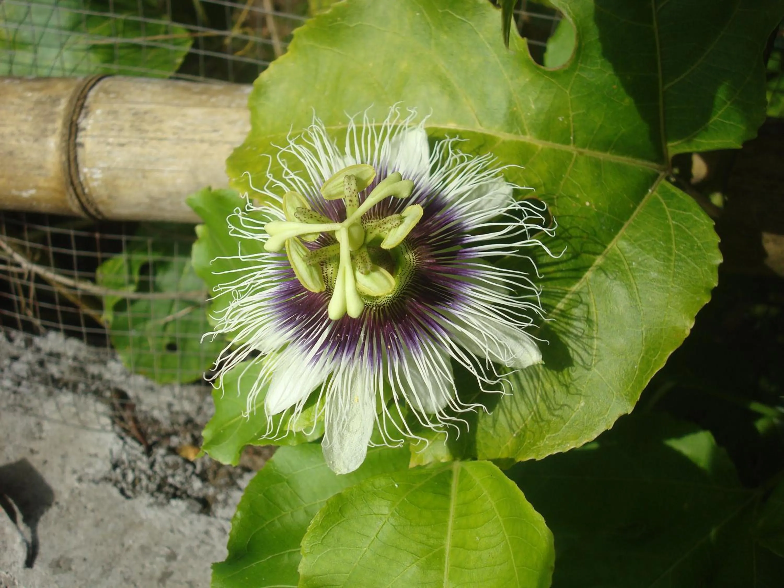 Garden in Villa Arjuna