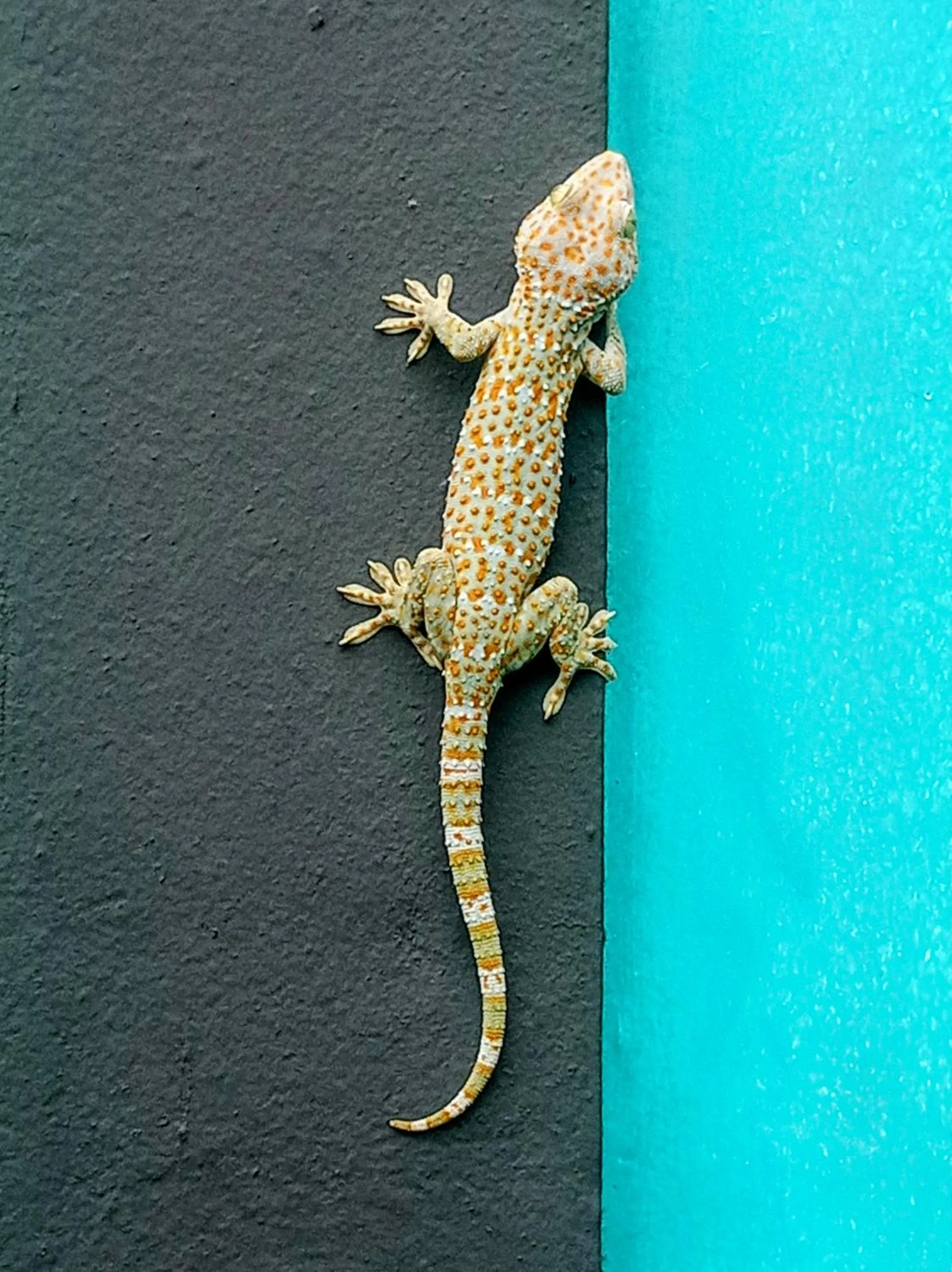 Tropical Paradise Leelawadee Resort