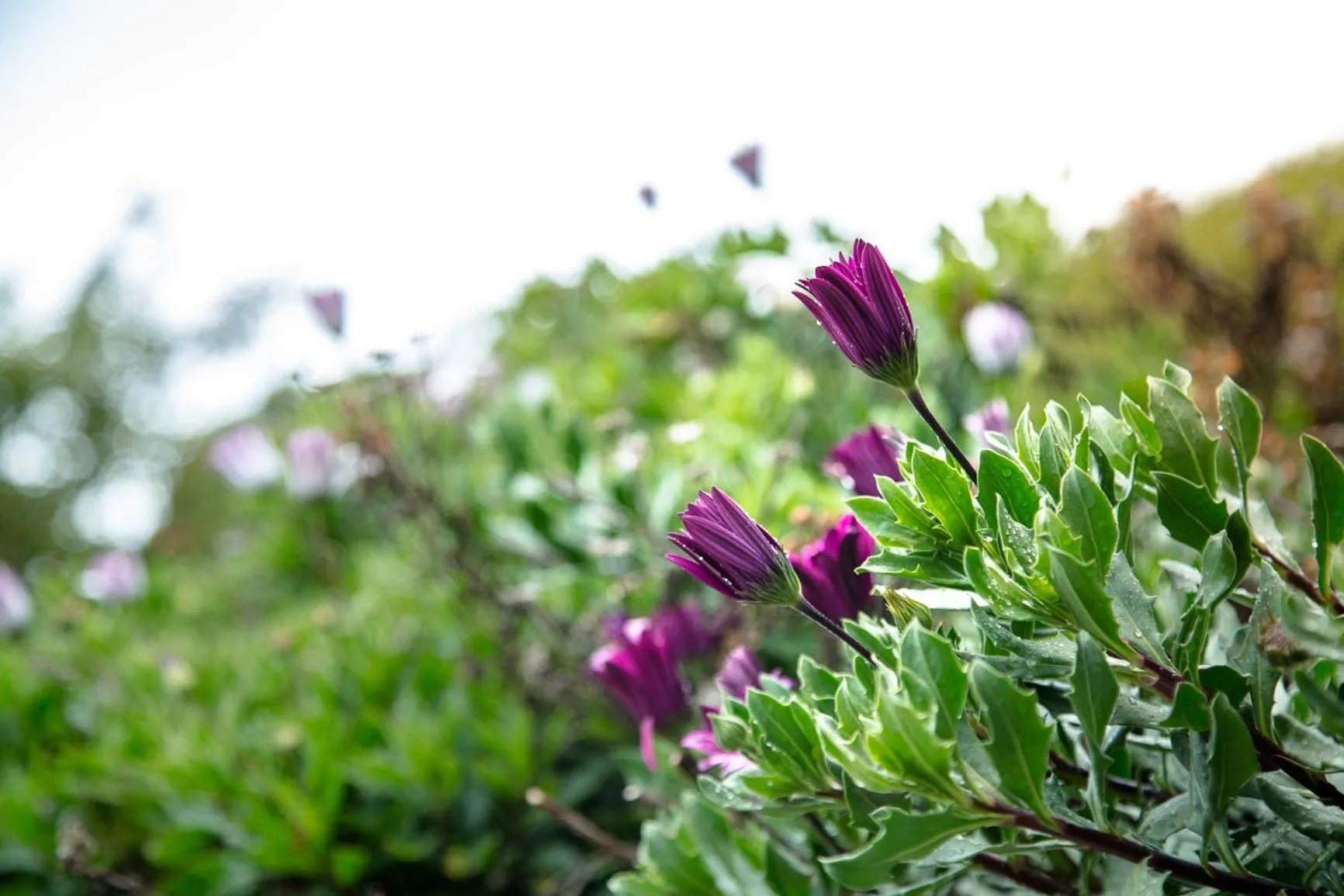 Garden in The Xanadu Meghadootam