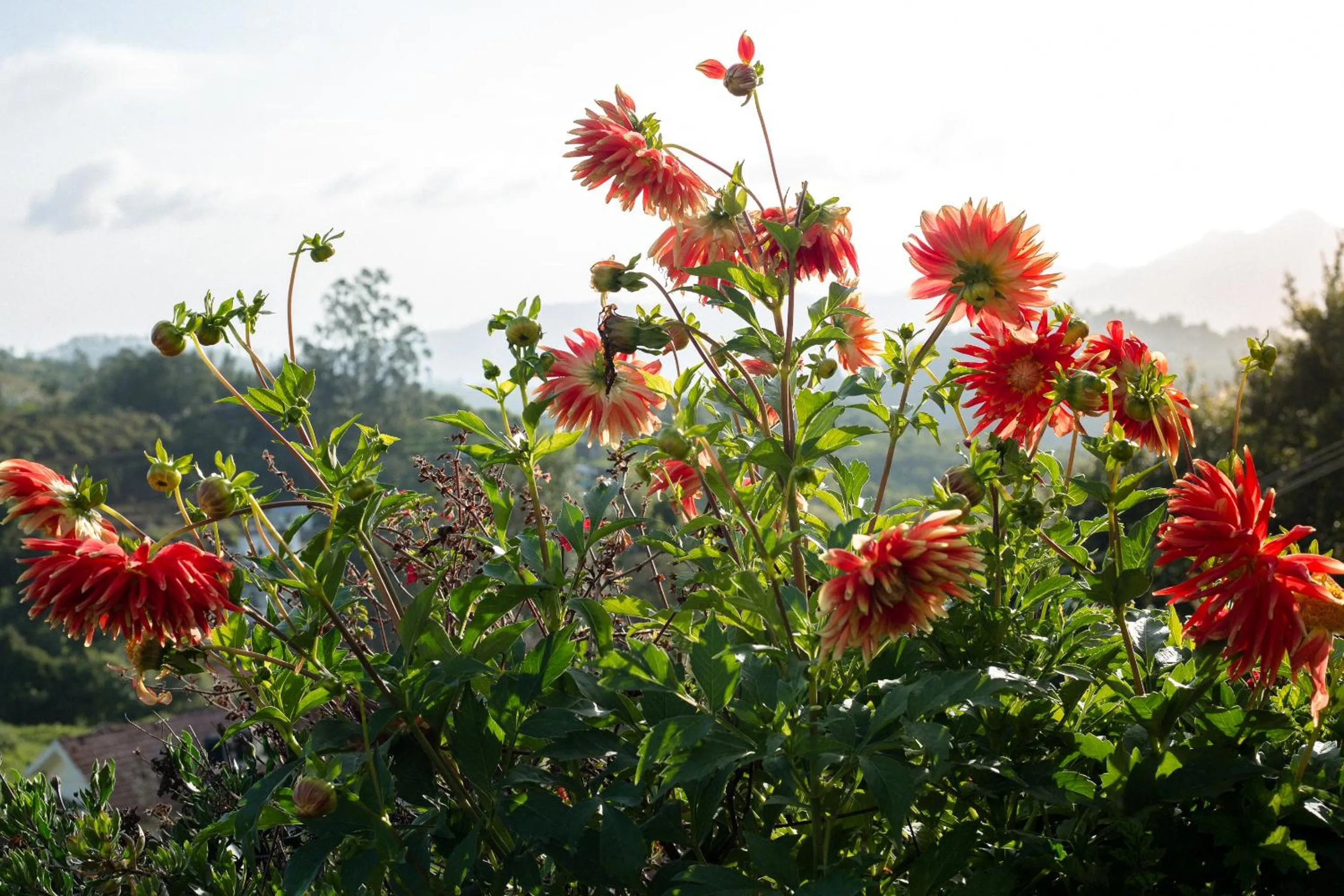 Garden in The Xanadu Birkenhead