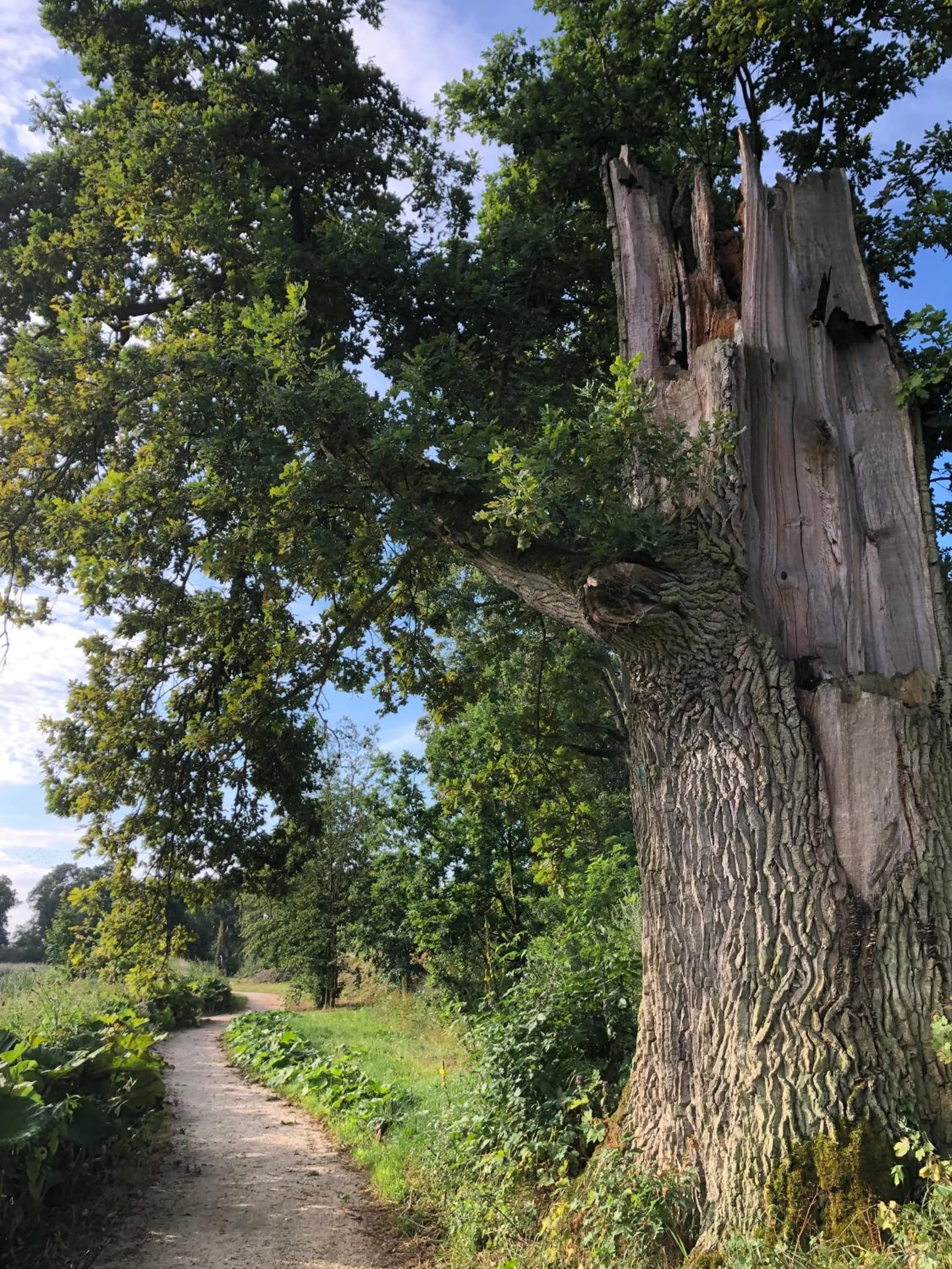 Spring in Pałac Komierowo