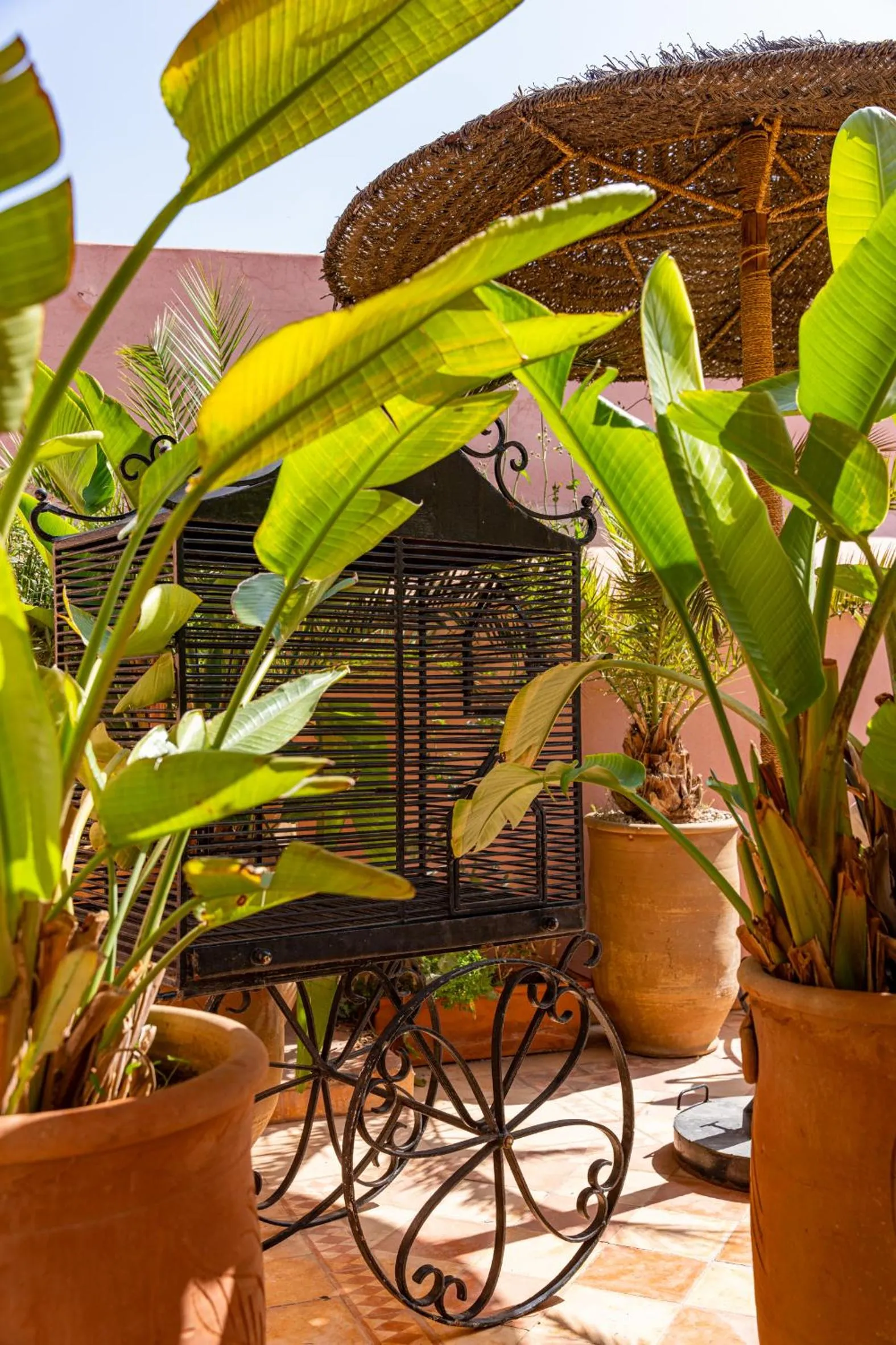 Garden in Riad l'Oiseau du Paradis