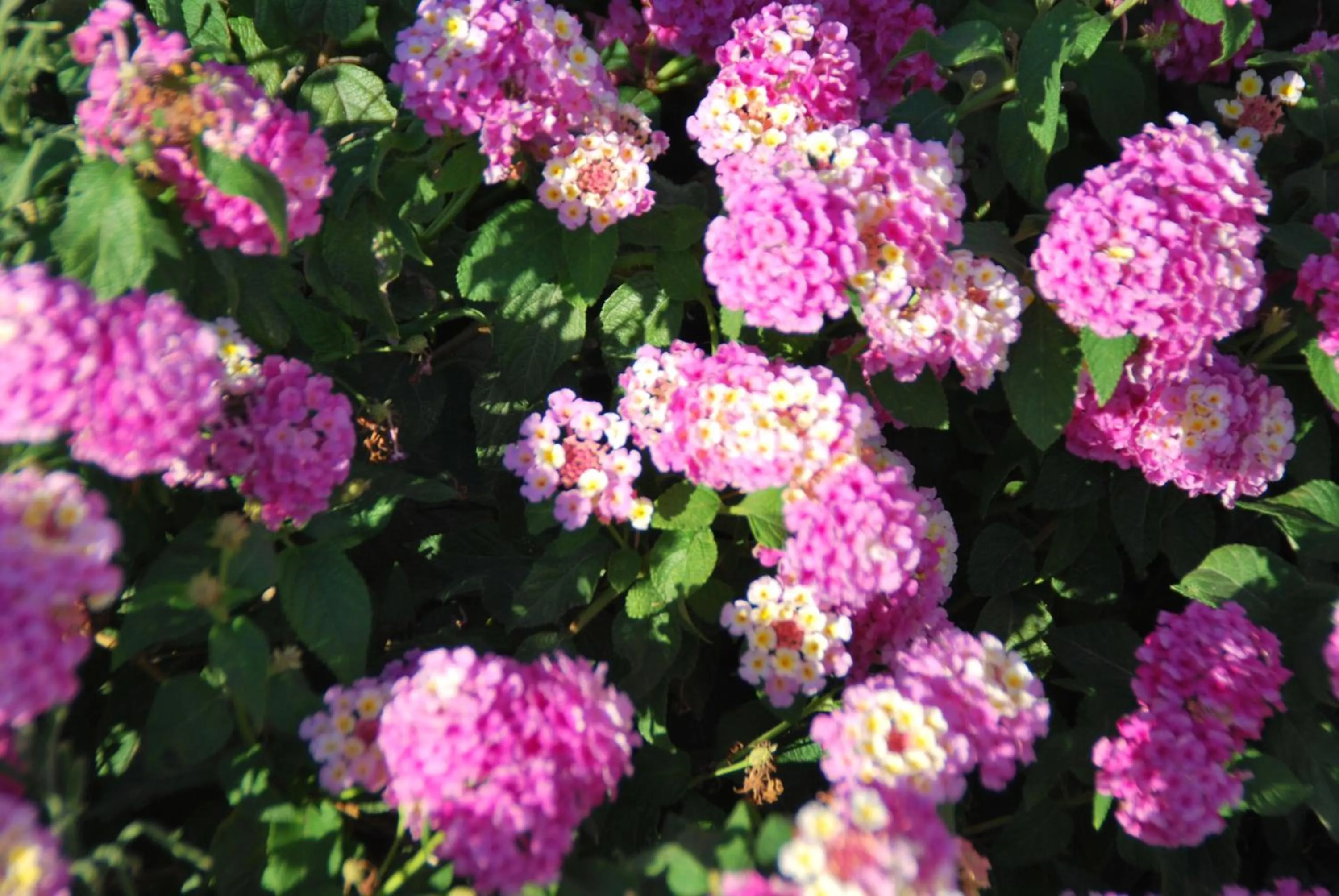 Decorative detail in Residence Le 4 Stagioni