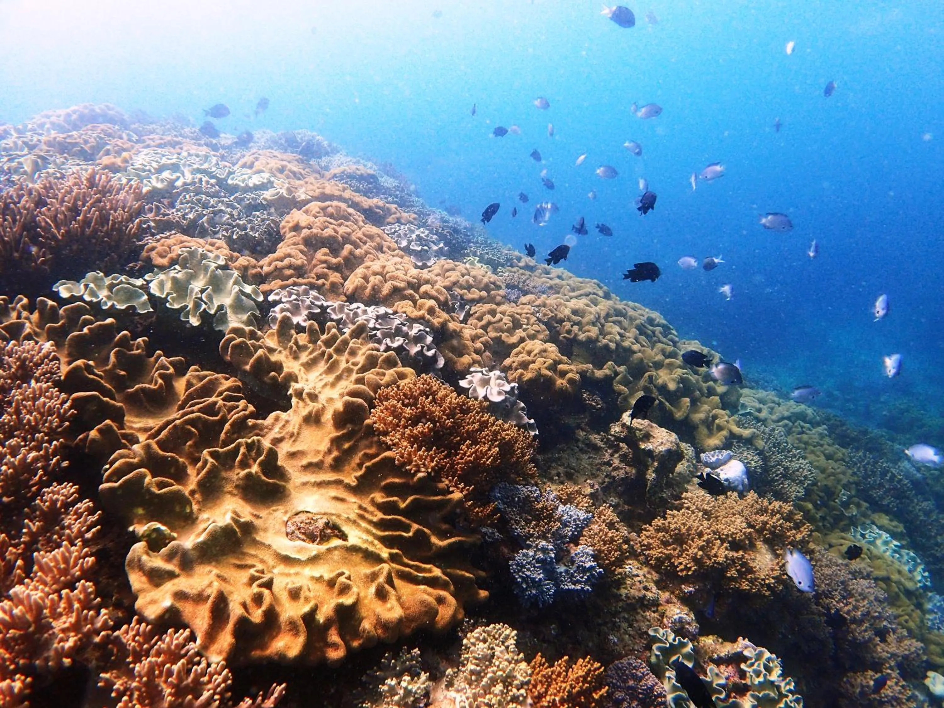 Diving in Hotel Noah