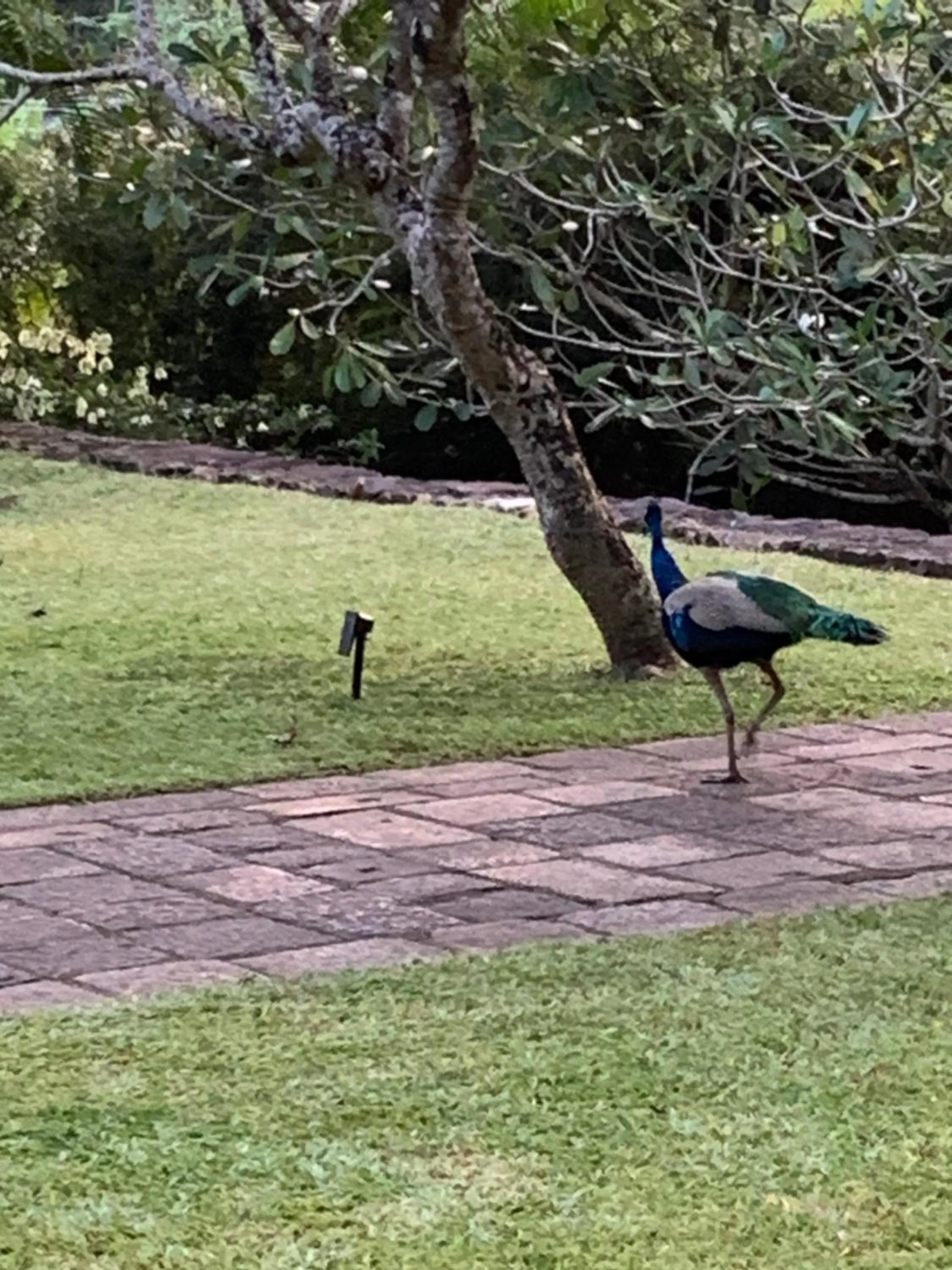 Natural landscape in Galle Henna Estate
