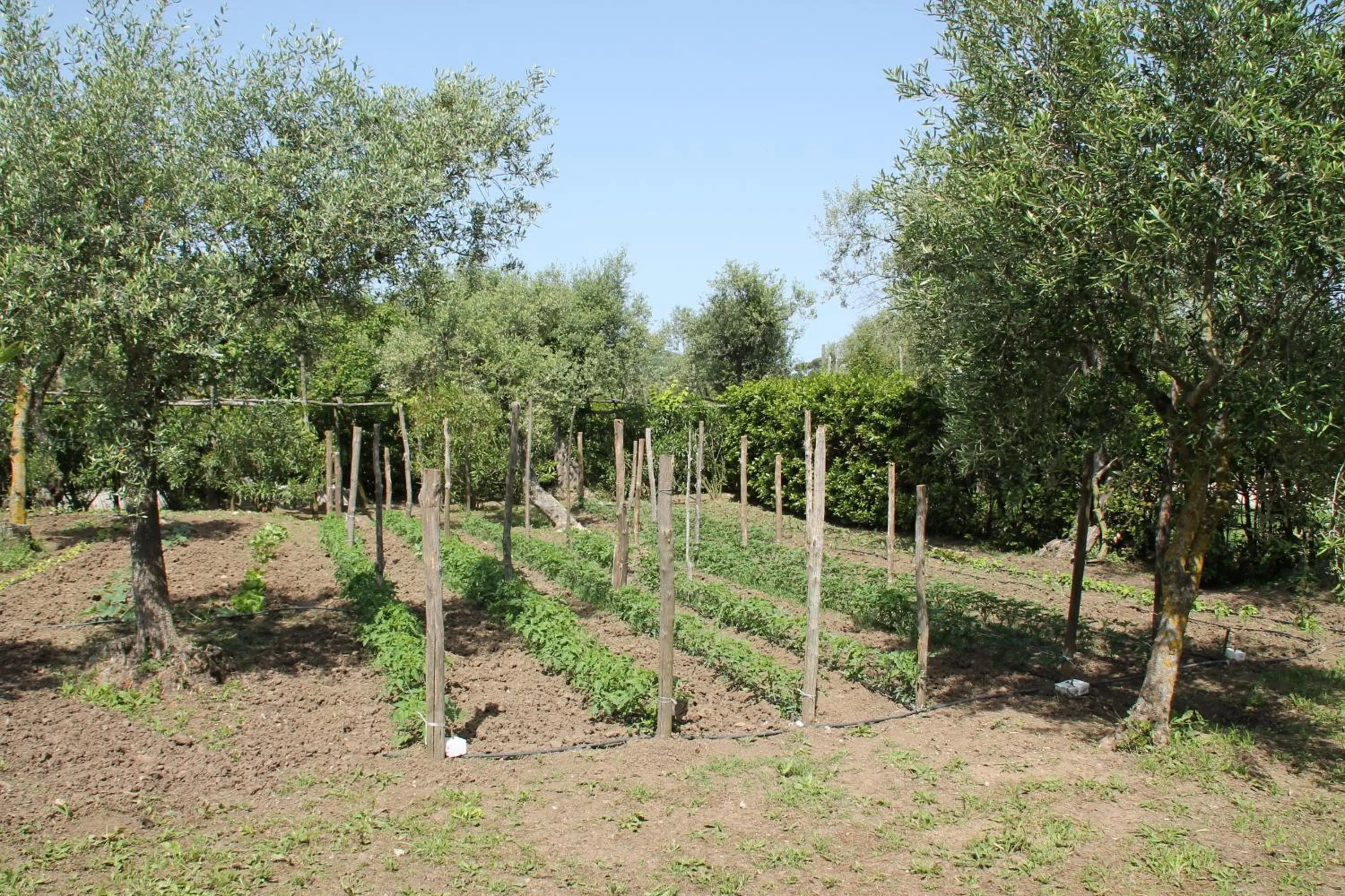 Garden in Agriturismo Piccolo Paradiso