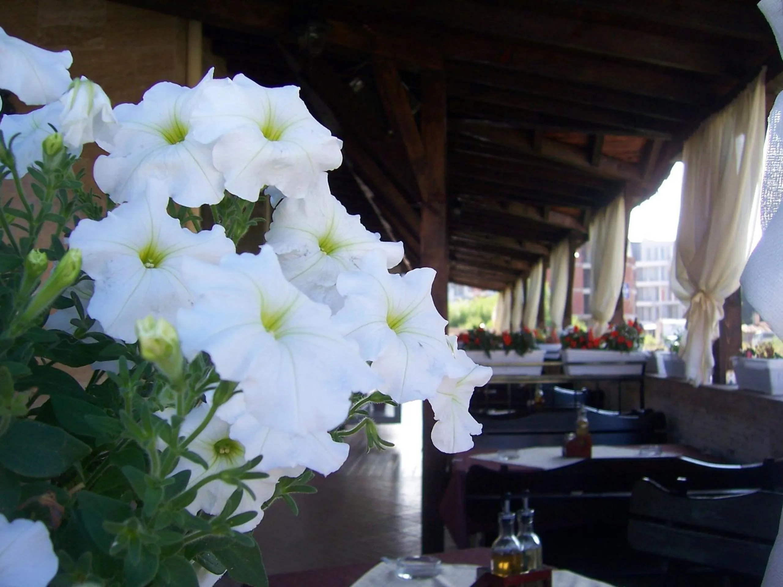 Restaurant/places to eat in Hotel Luxor