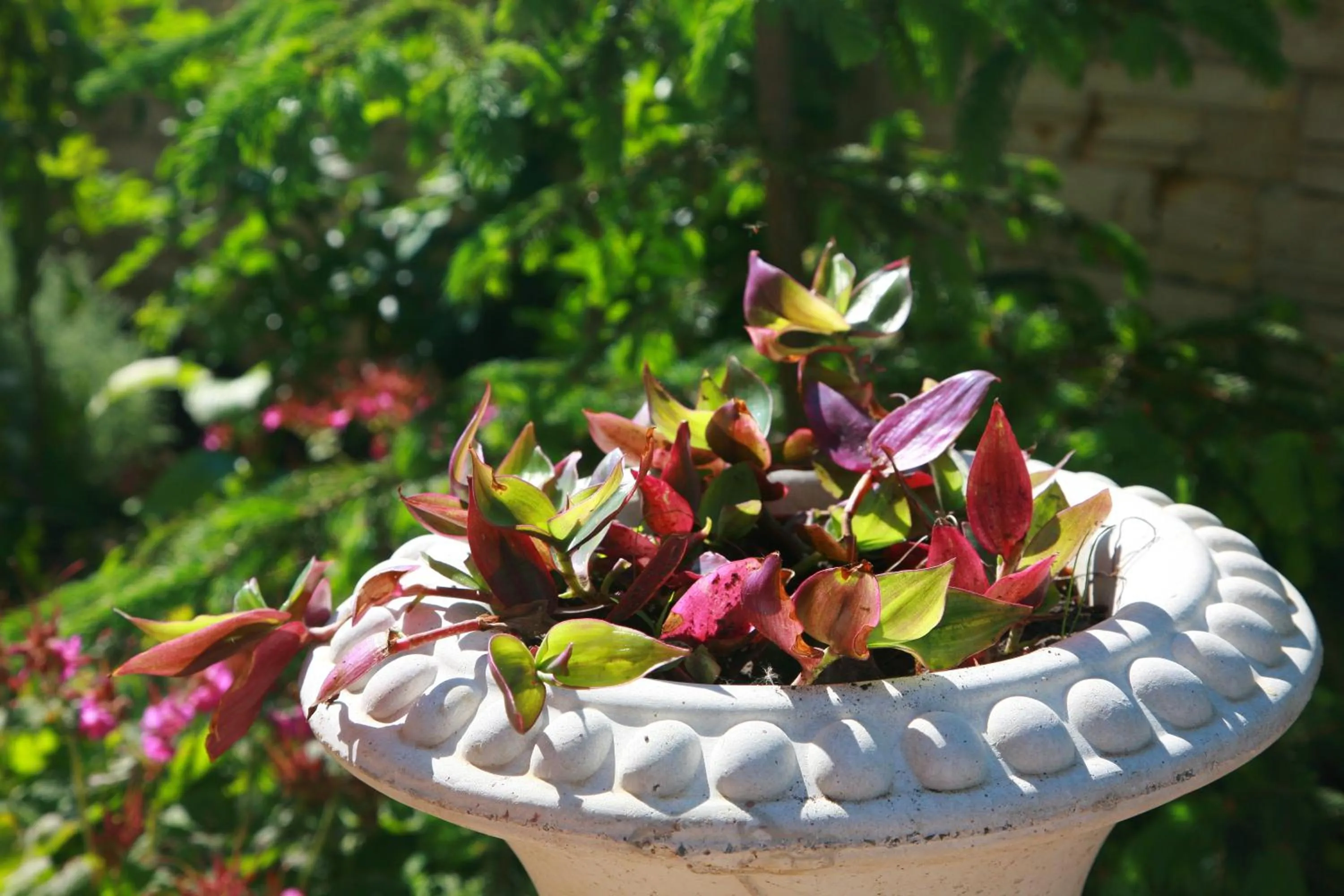 Garden in Hotel Luxor