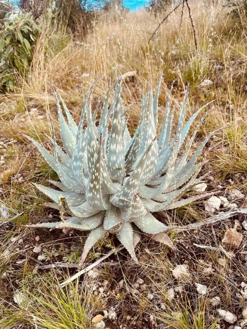 Sasa Safari Camp & Tours