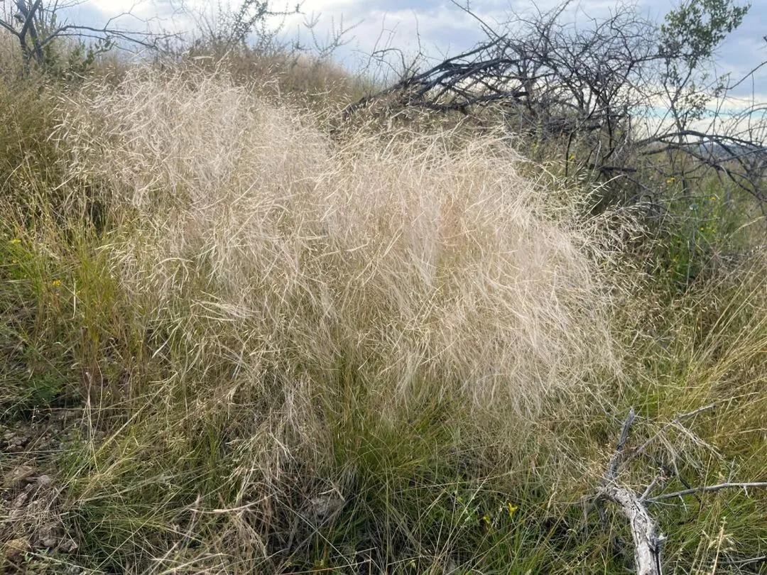 Sasa Safari Camp & Tours