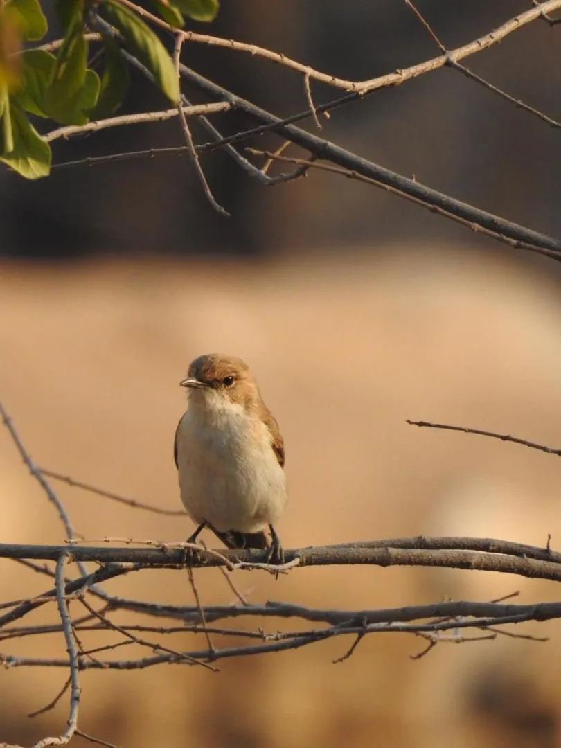 Sasa Safari Camp & Tours