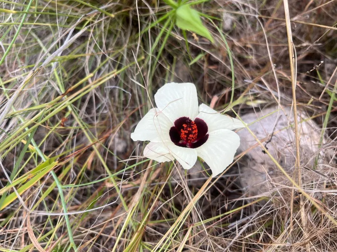 Sasa Safari Camp & Tours