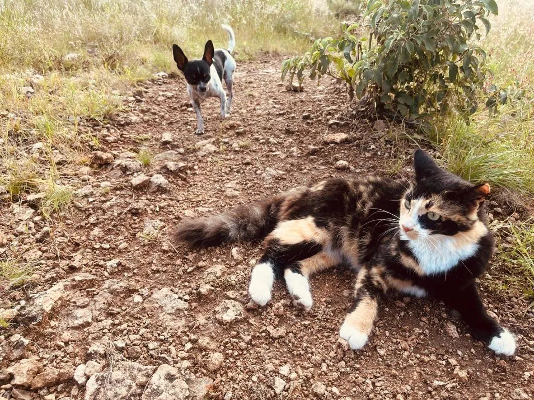 Sasa Safari Camp & Tours