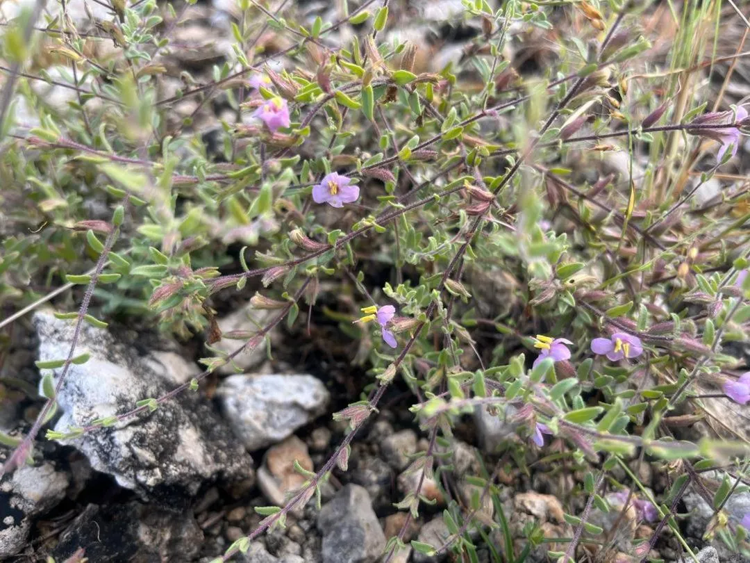 Sasa Safari Camp & Tours