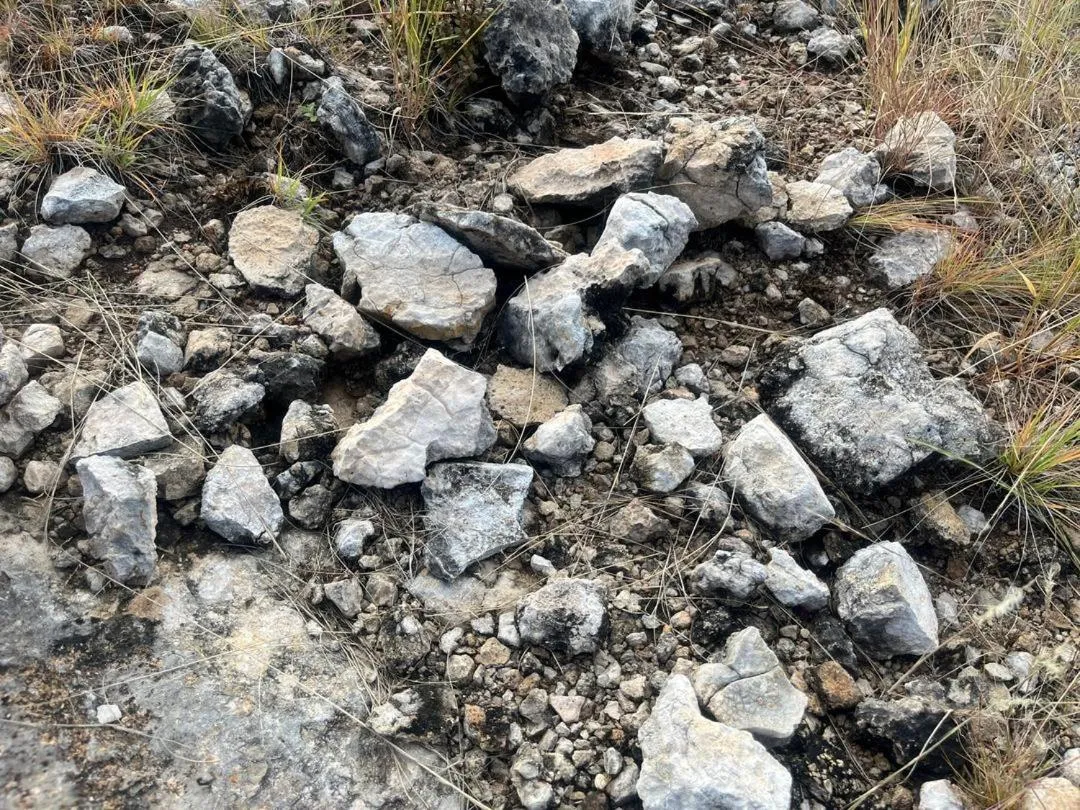 Sasa Safari Camp & Tours