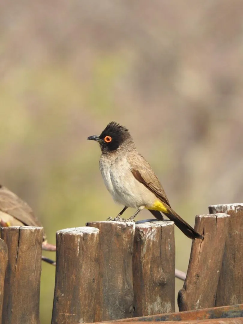 Sasa Safari Camp & Tours