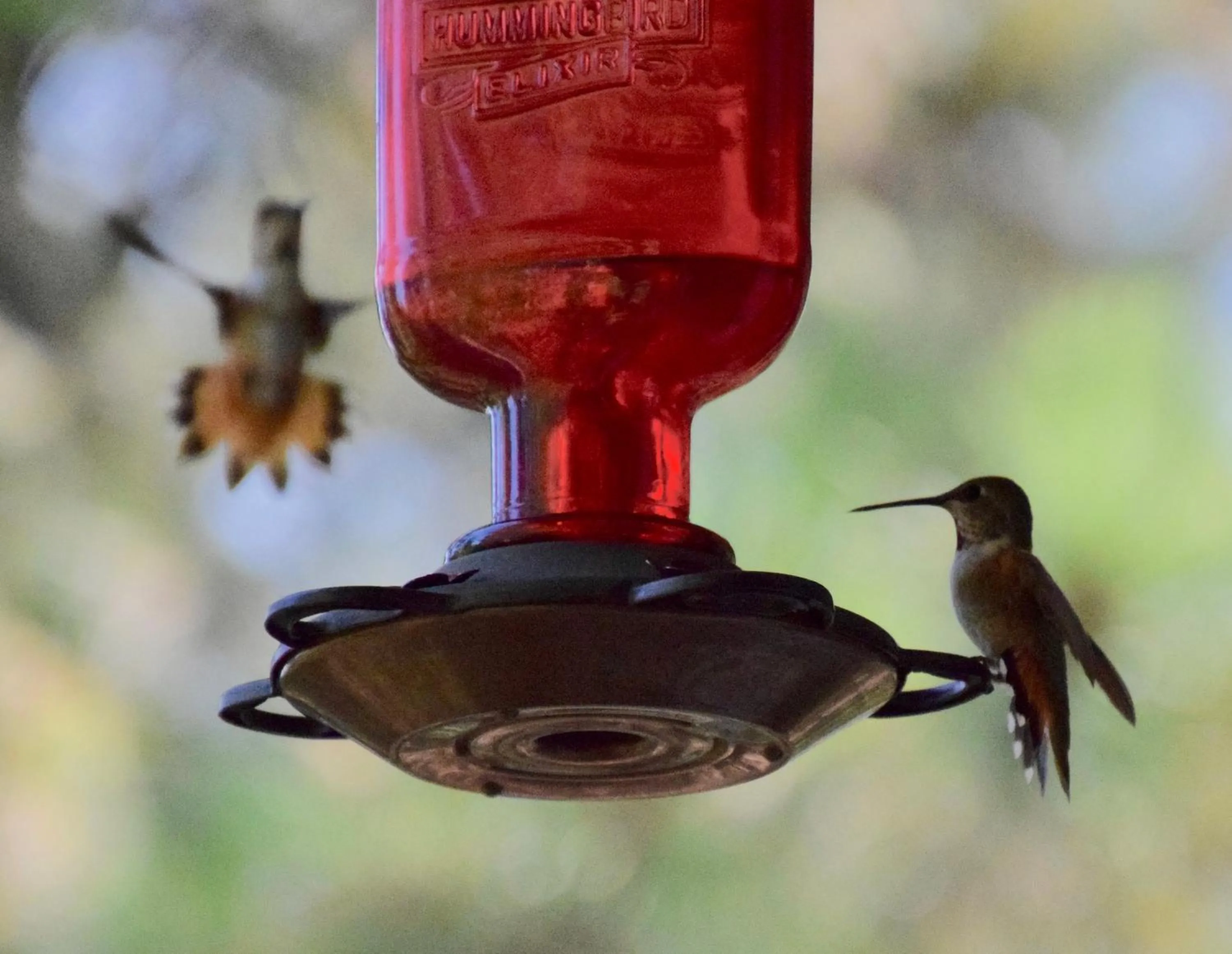 Animals in Sheridan House Inn- Adult Only Accommodation