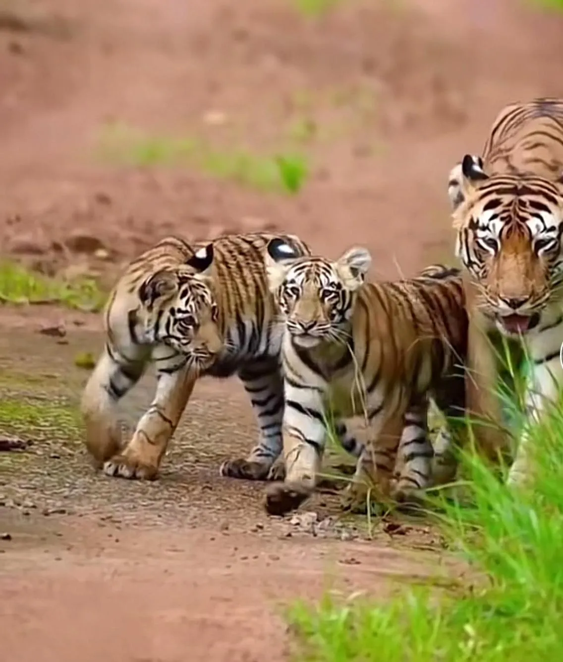 Jungle Wildlife Camp