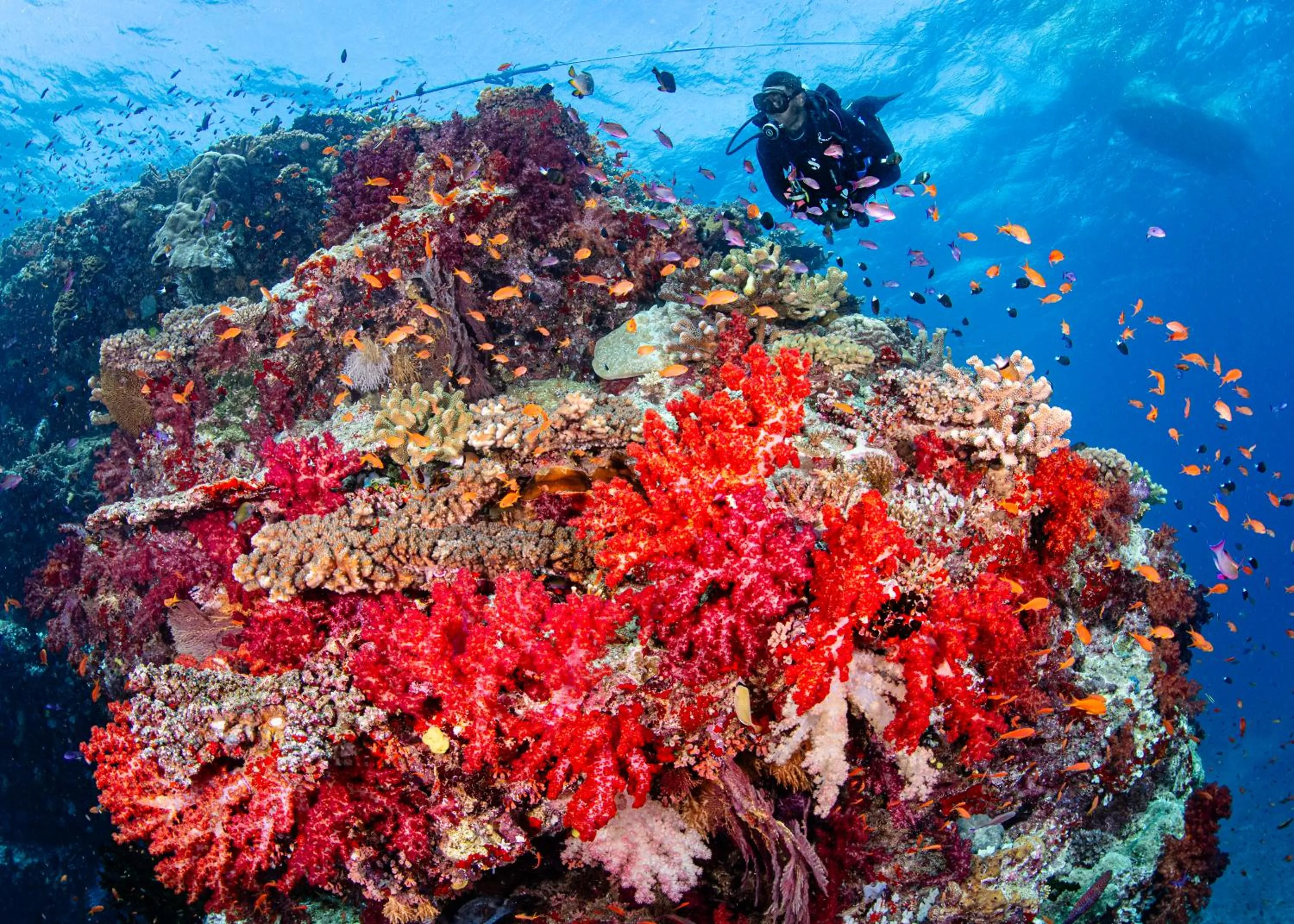 Natural landscape in Waidroka Bay Resort