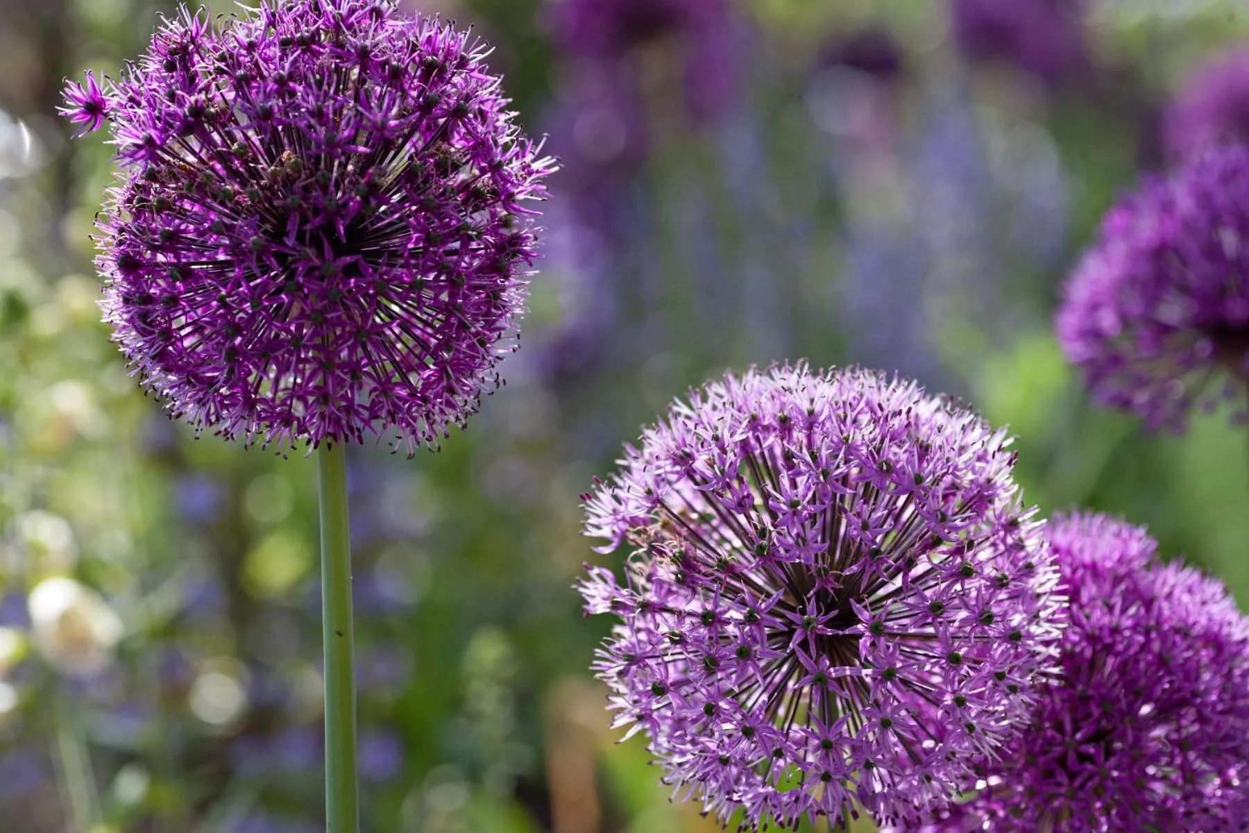Garden in Fota Island Hotel and Spa