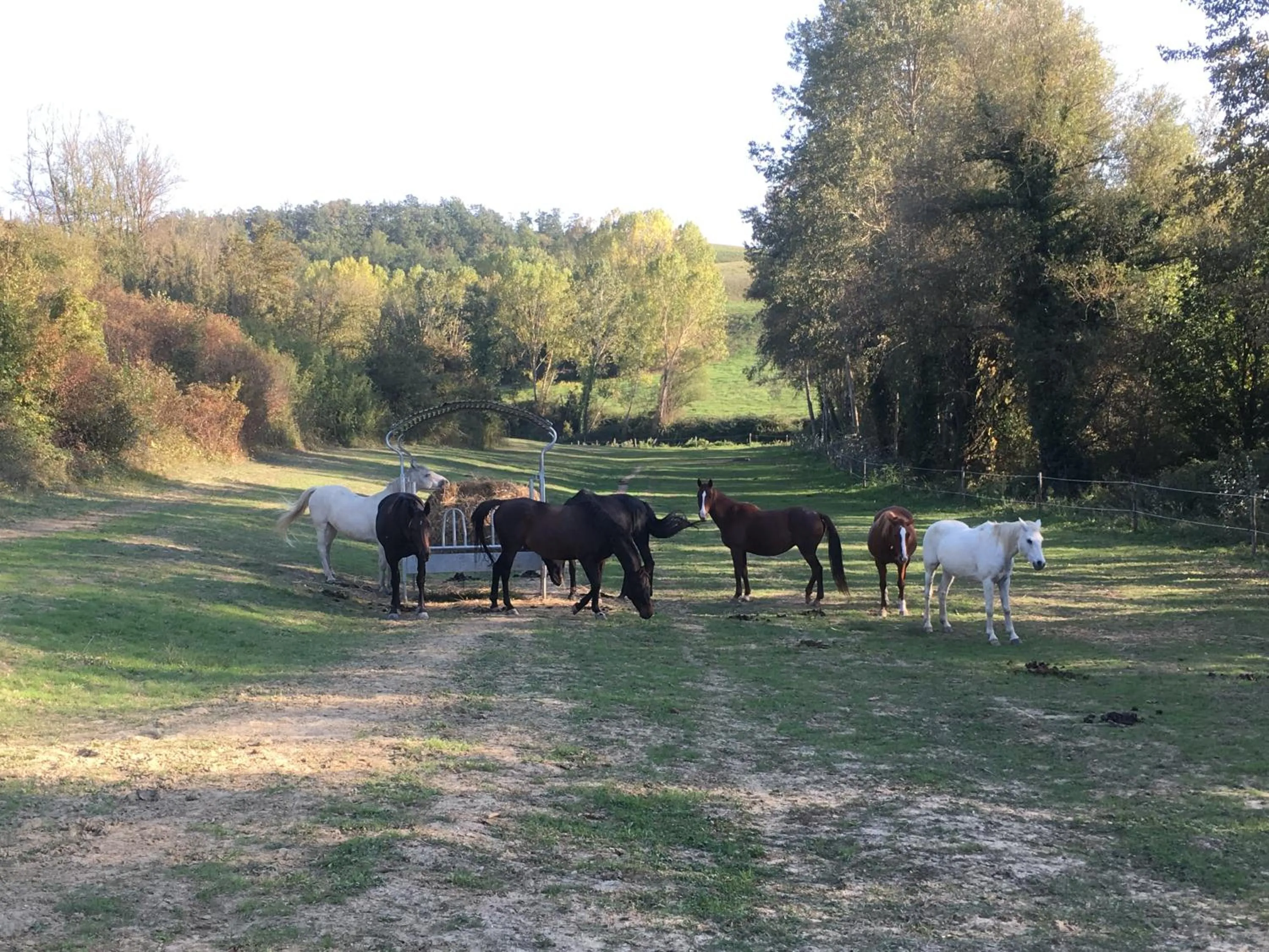 Animals in Mormoraia