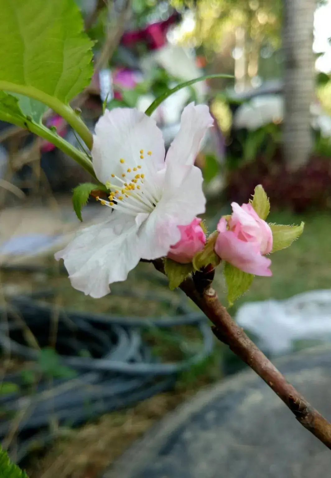Garden view in BAAN9NAN Guest Home in Nan City Garden view in BAAN9NAN Guest Home in Nan City