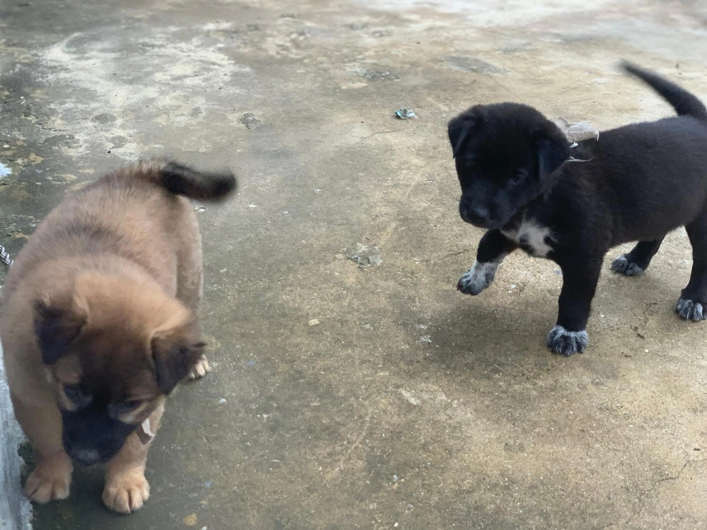 Funny Monkeys Homestay