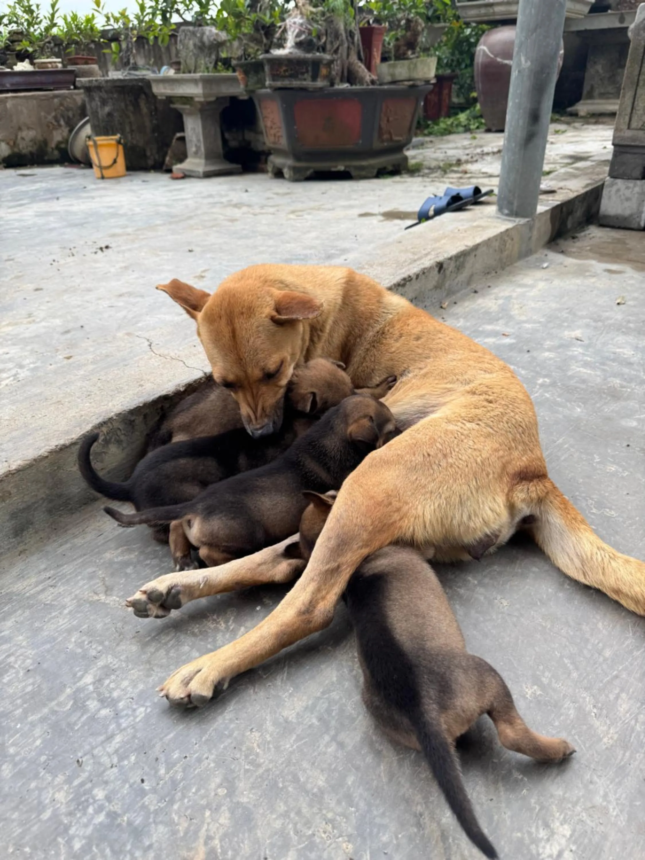 Funny Monkeys Homestay