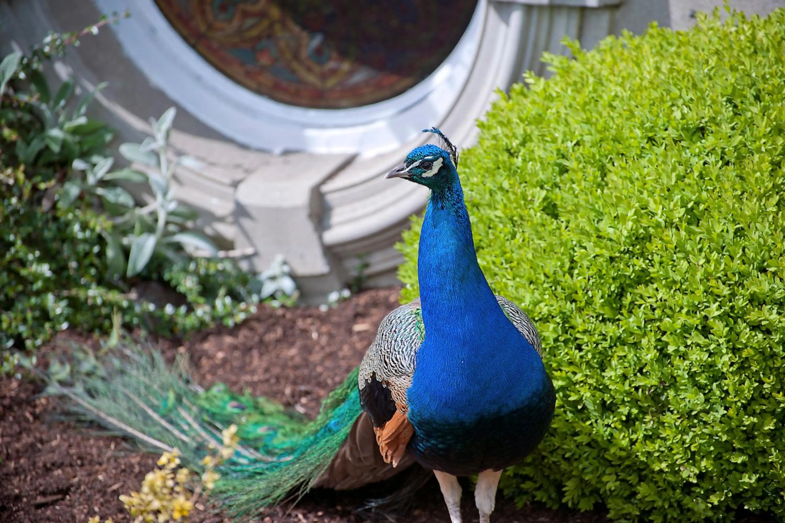 Animals, Other Animals in Finnstown Castle Hotel