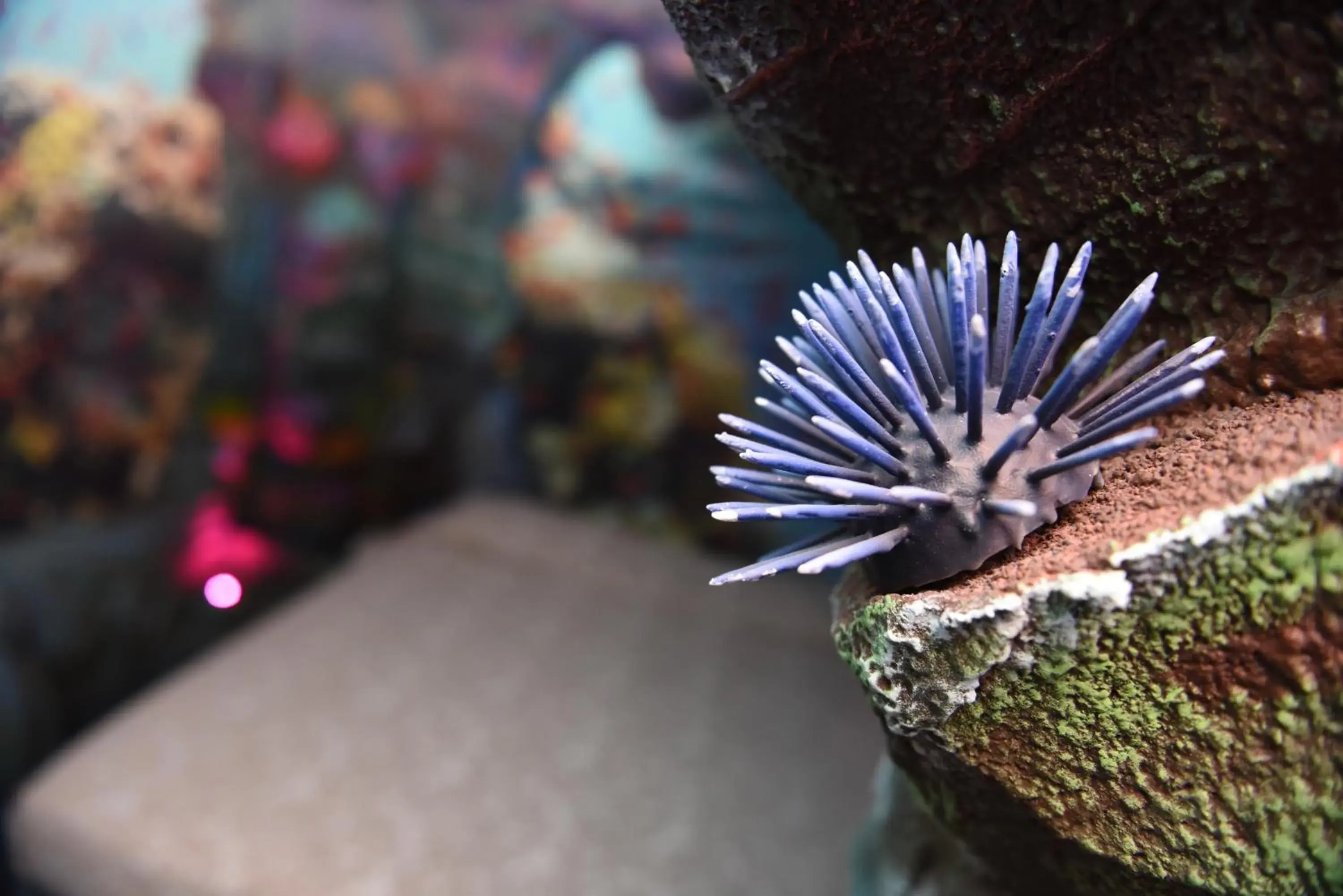 MagicSuite Guest House Roma Portuense MagicSuite Guest House Roma Portuense