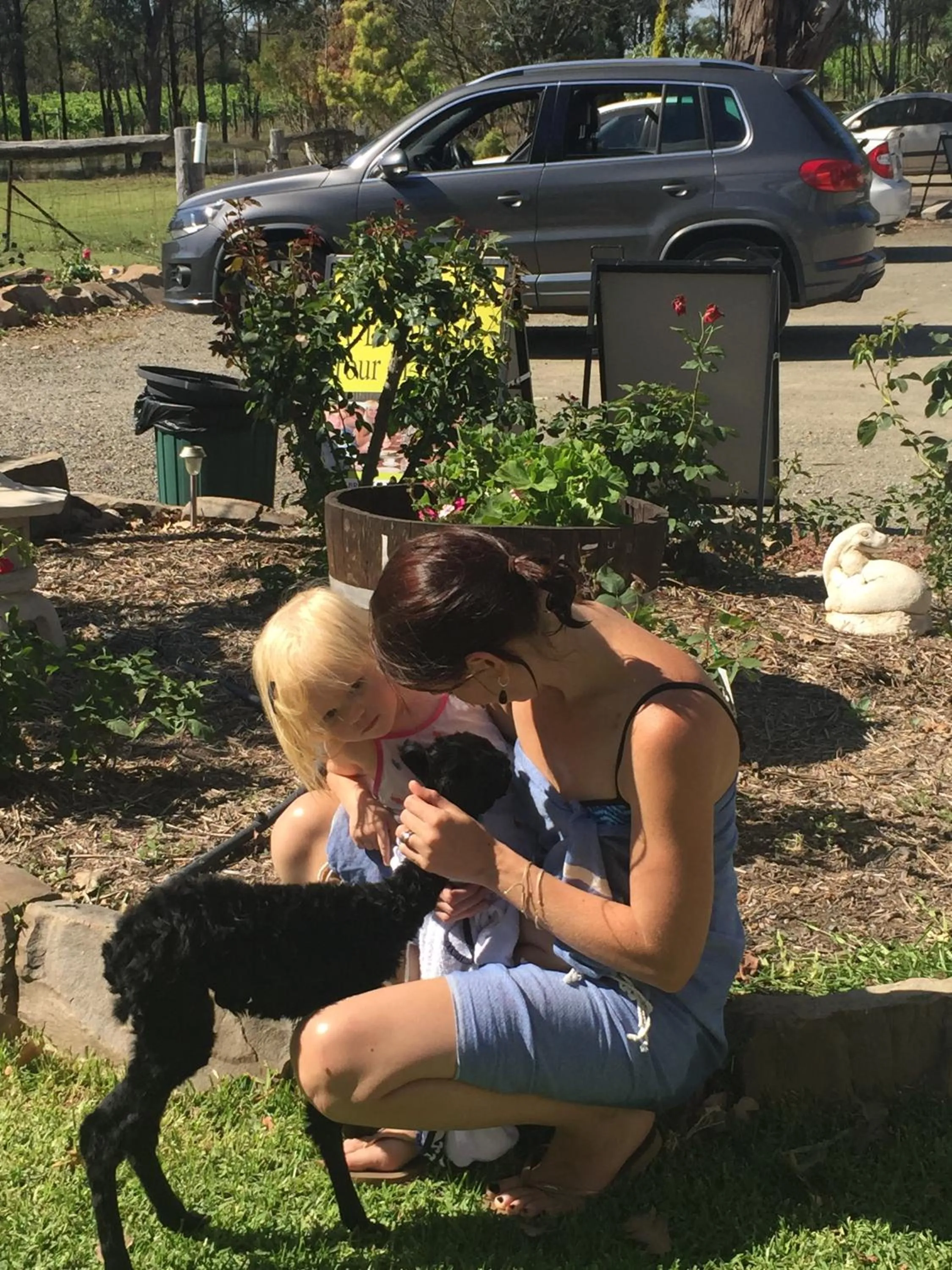 Animals in Starline Alpacas Farmstay Resort