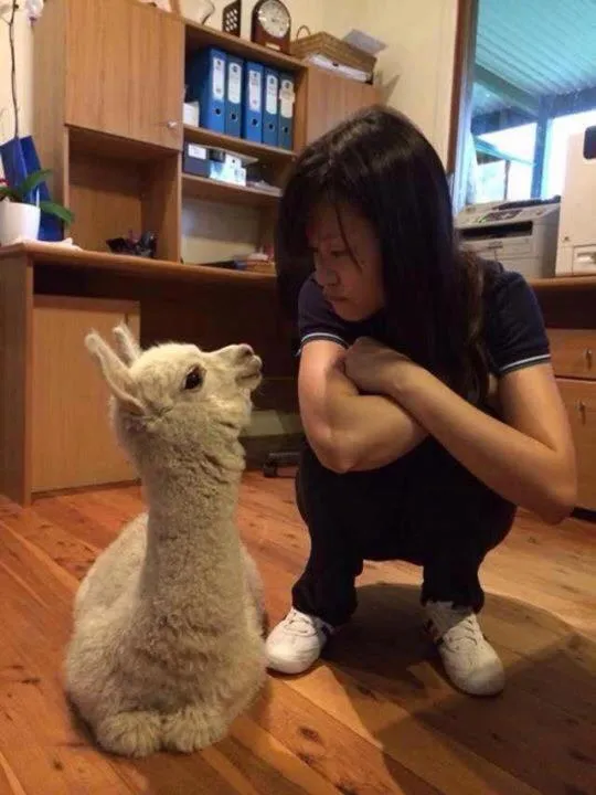 Starline Alpacas Farmstay Resort