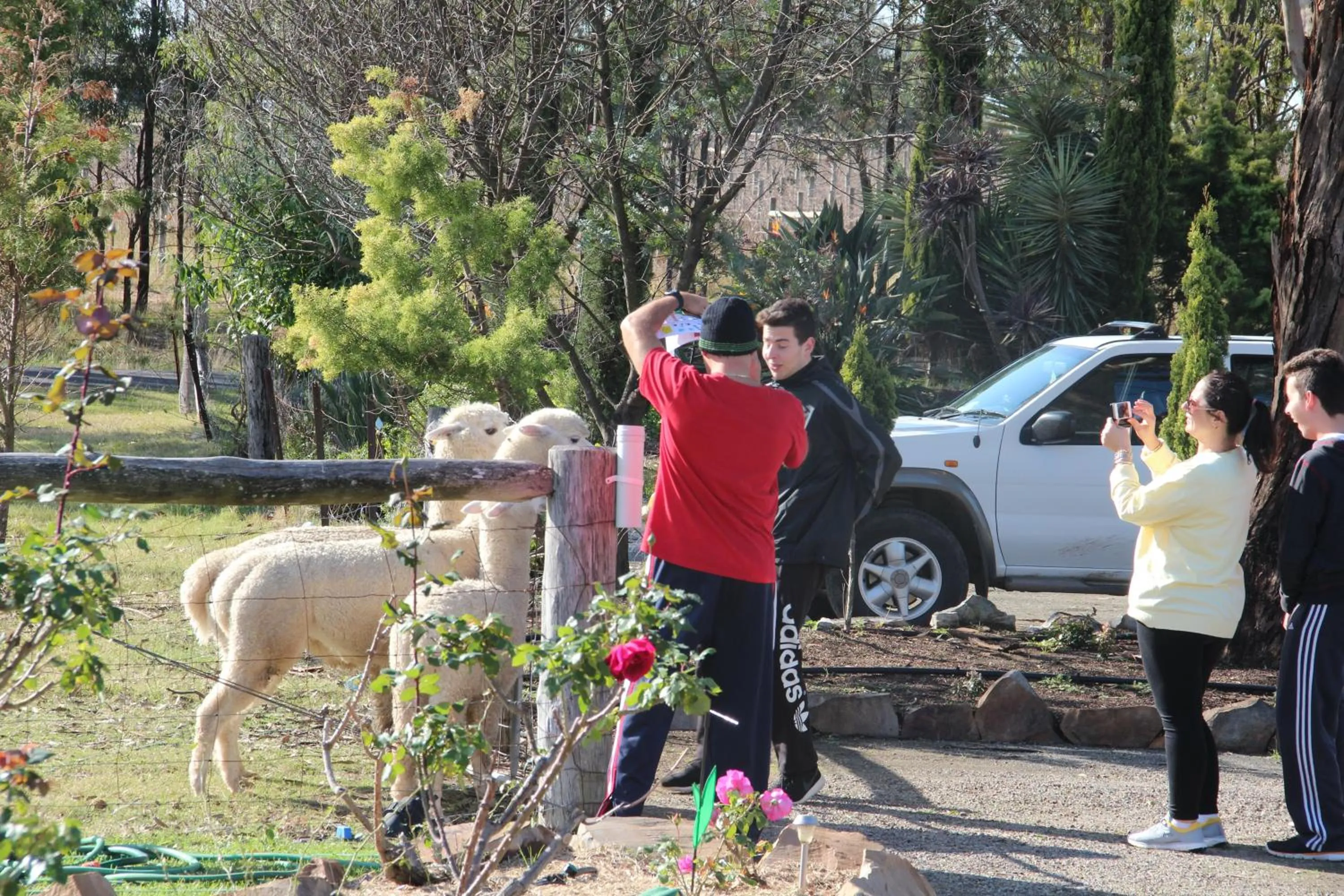 Garden in Starline Alpacas Farmstay Resort