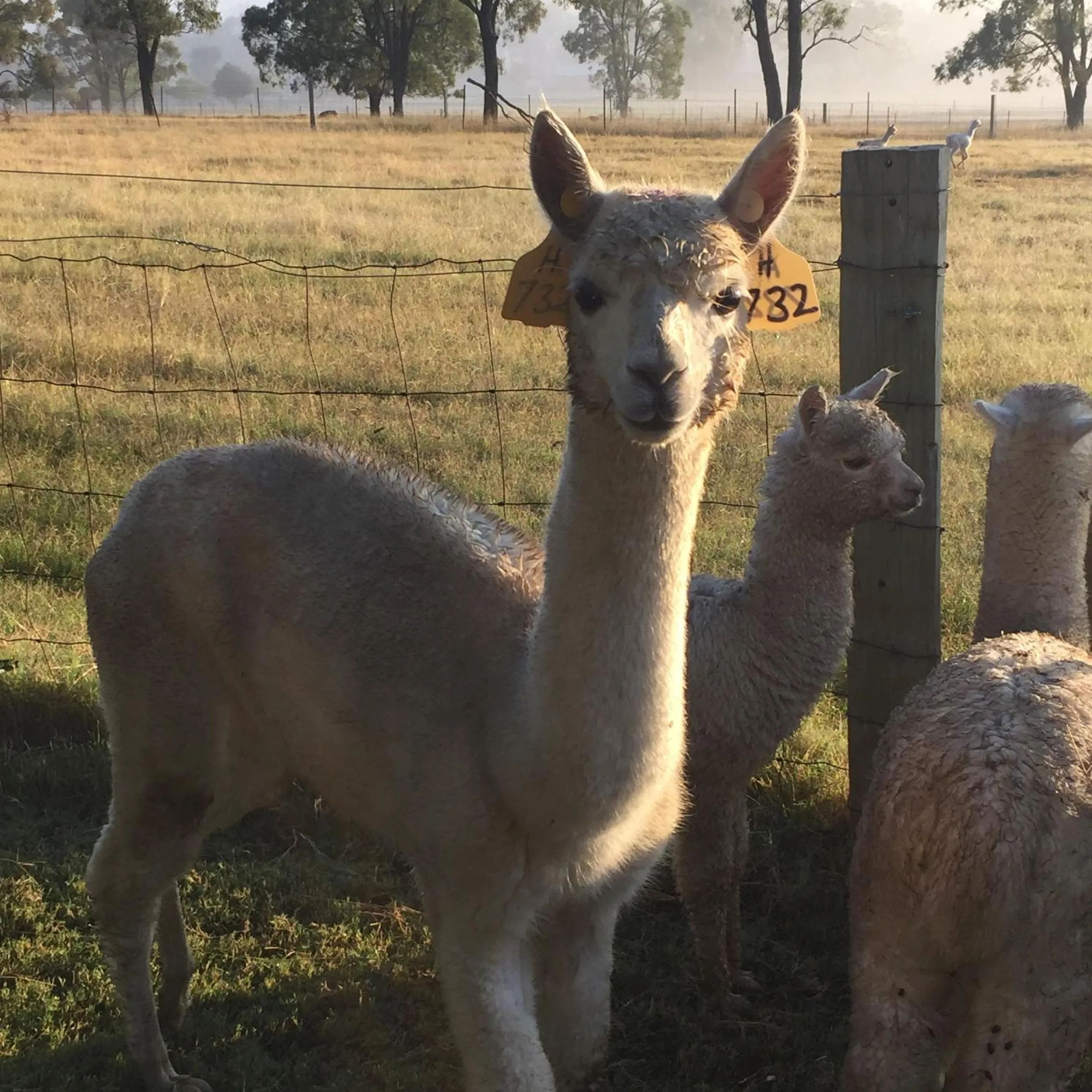 Animals in Starline Alpacas Farmstay Resort