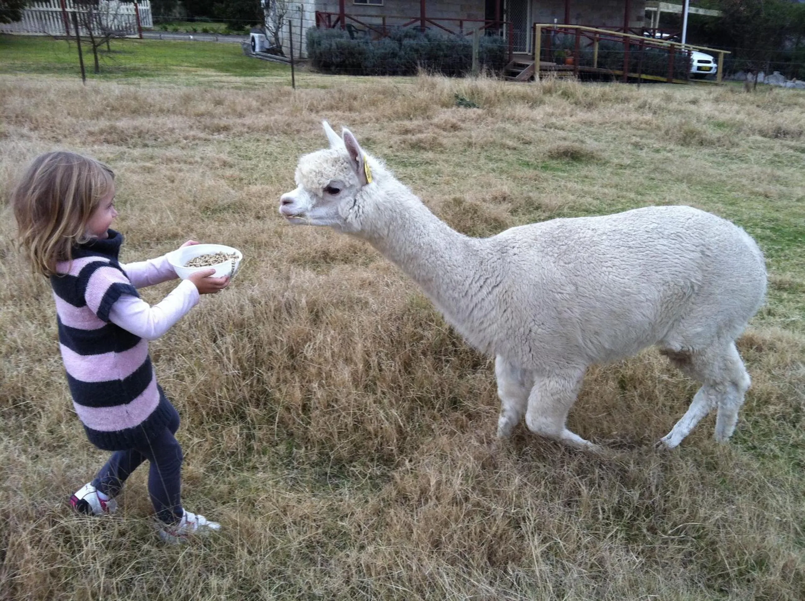 Animals in Starline Alpacas Farmstay Resort
