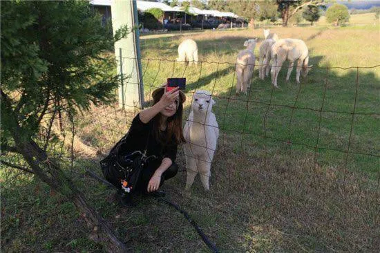 Starline Alpacas Farmstay Resort