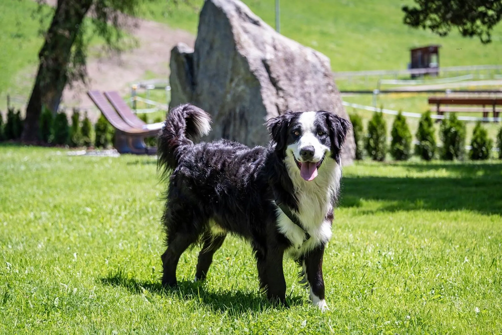Pets in Hotel Wiedenhofer