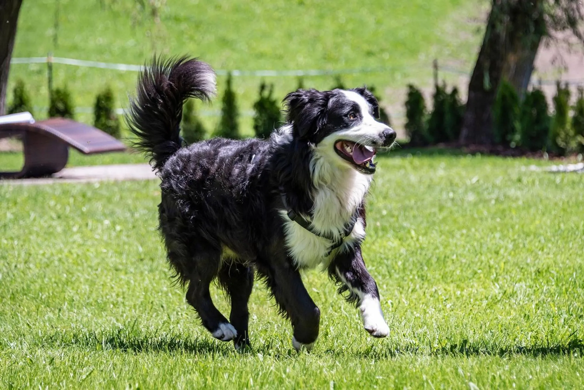 Pets in Hotel Wiedenhofer