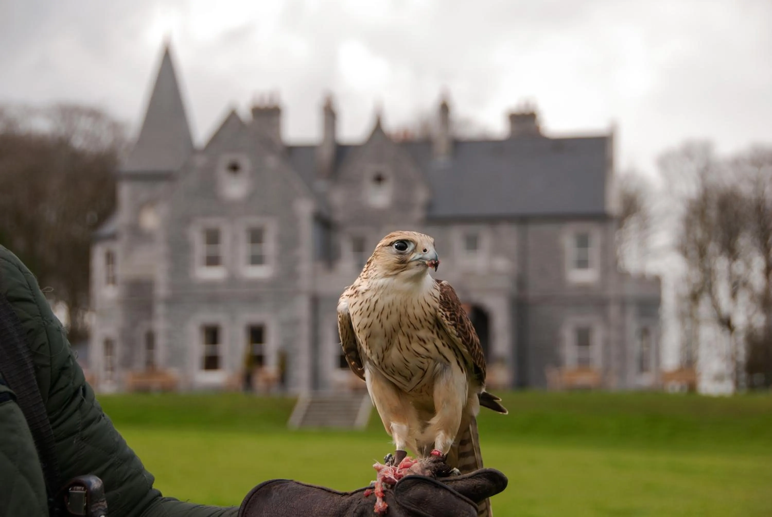 Animals in Mount Falcon Estate