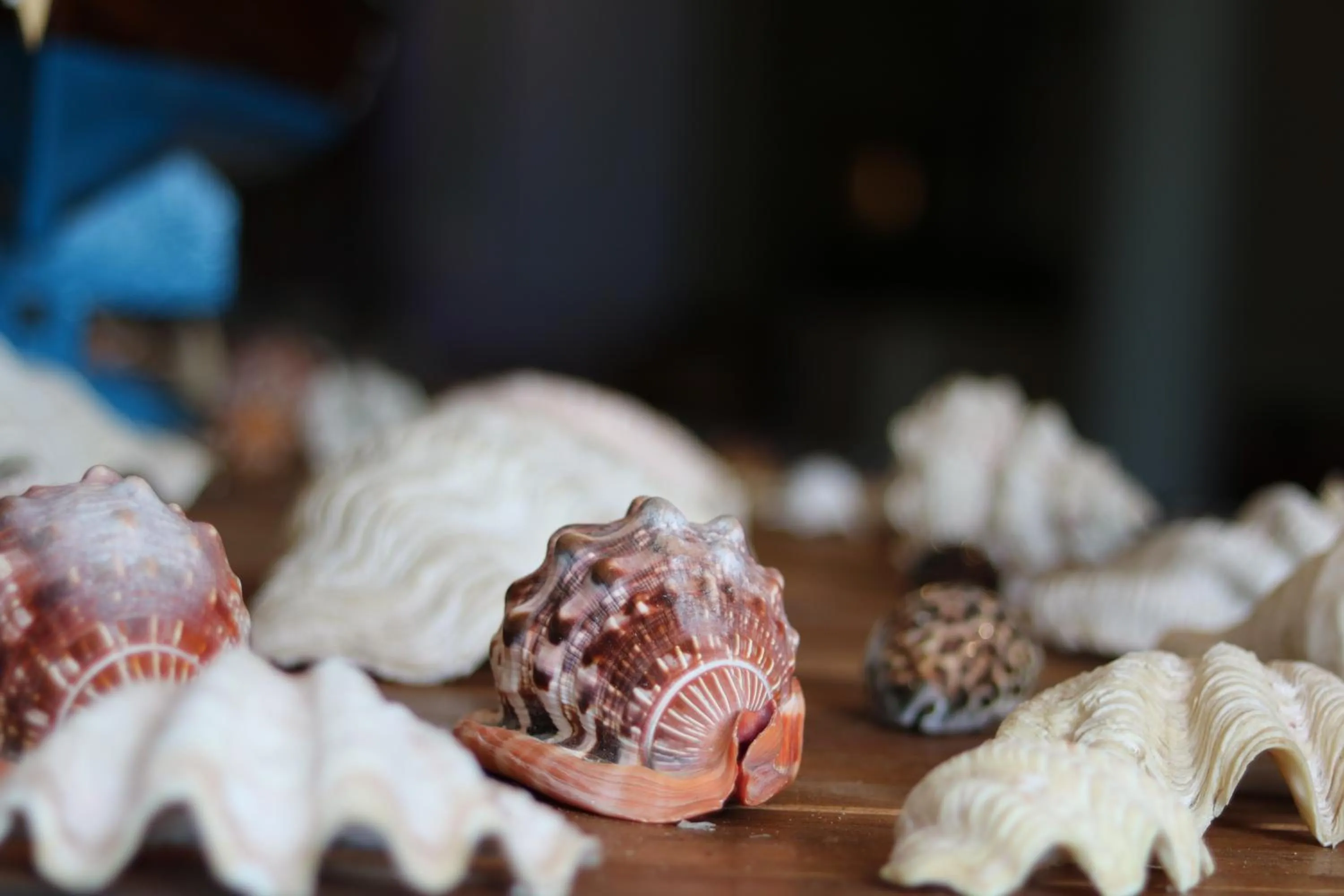 Other in Essque Zalu Zanzibar