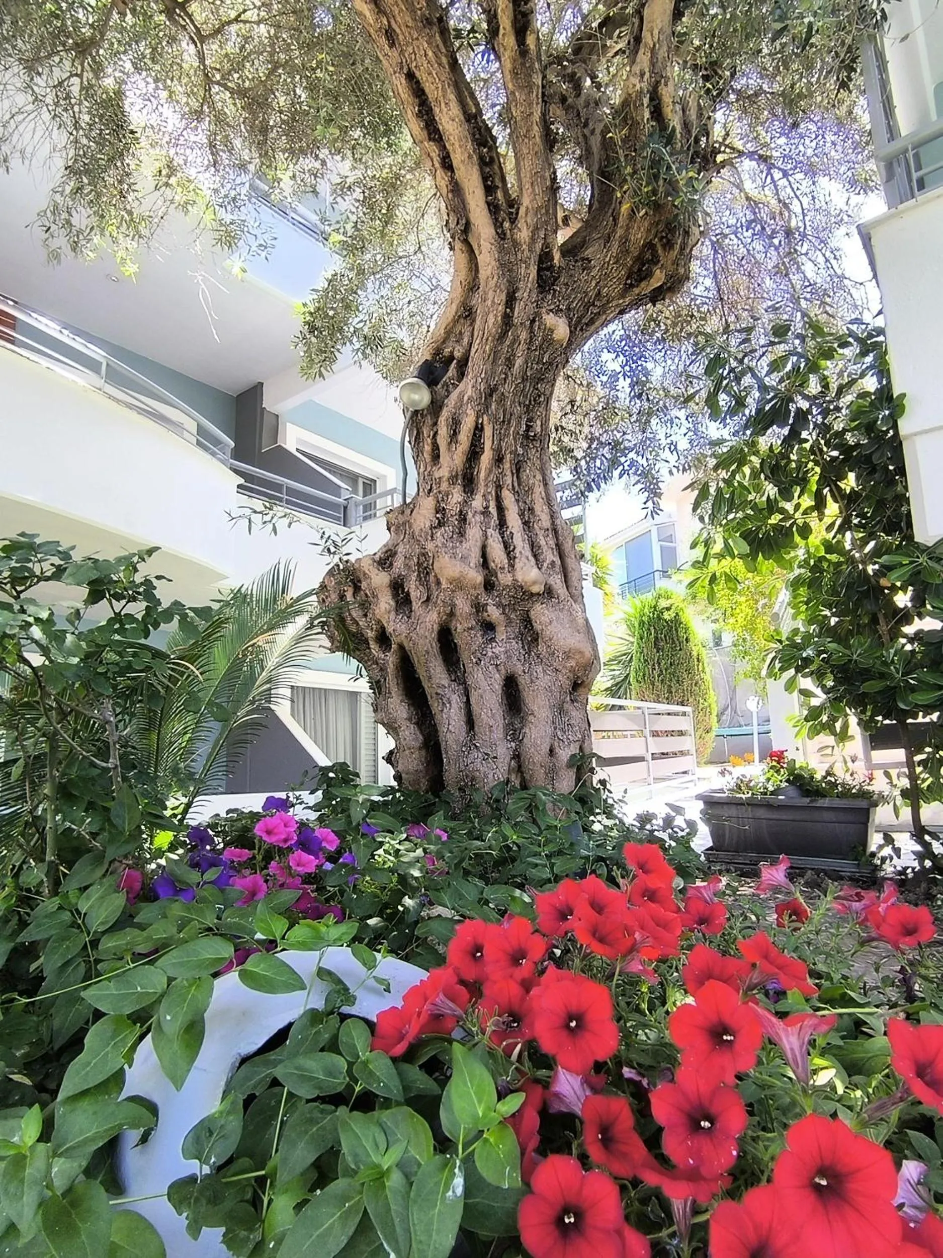 Garden in Kapsohora Inn