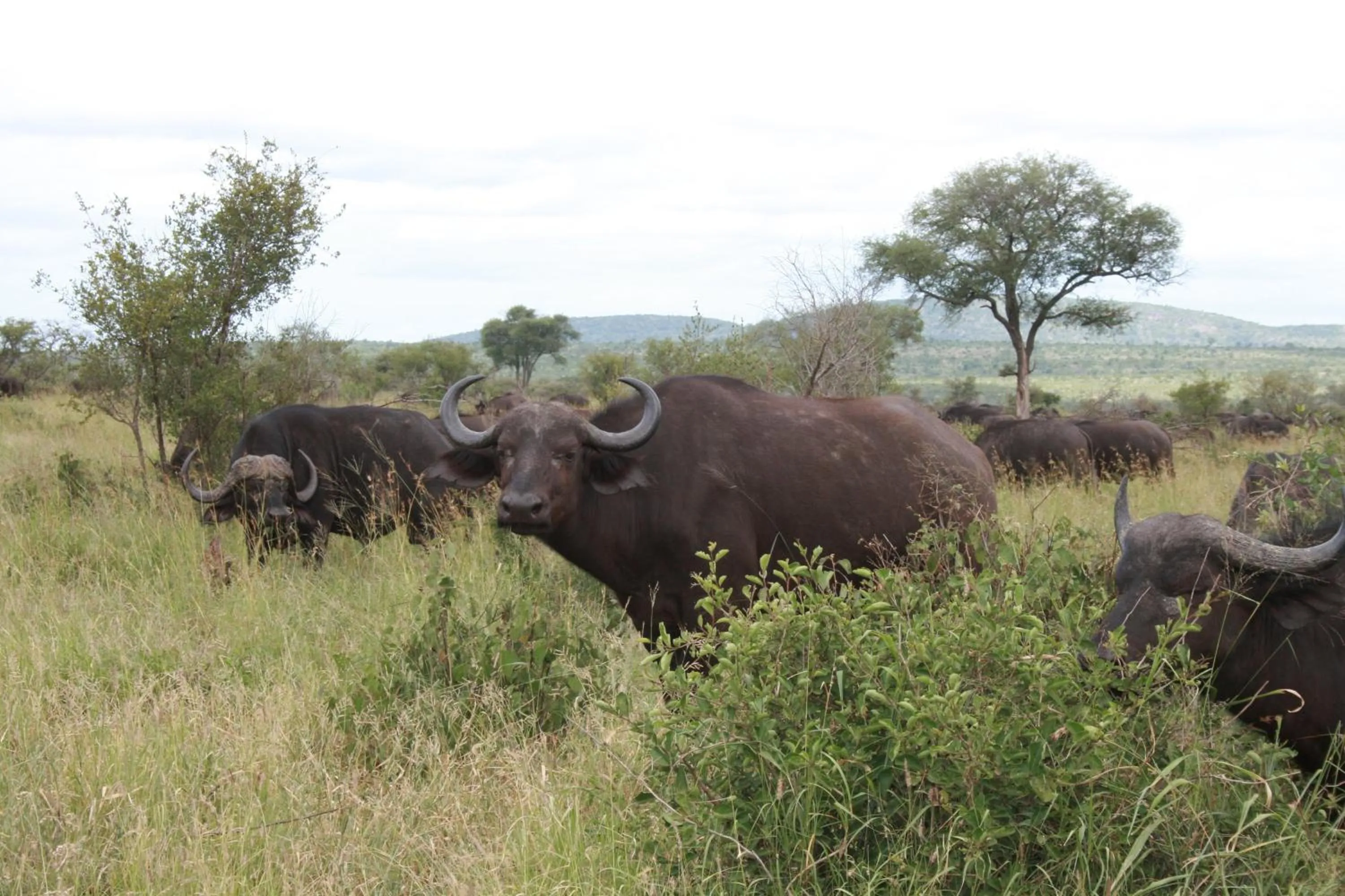 Area and facilities in Needles Lodge