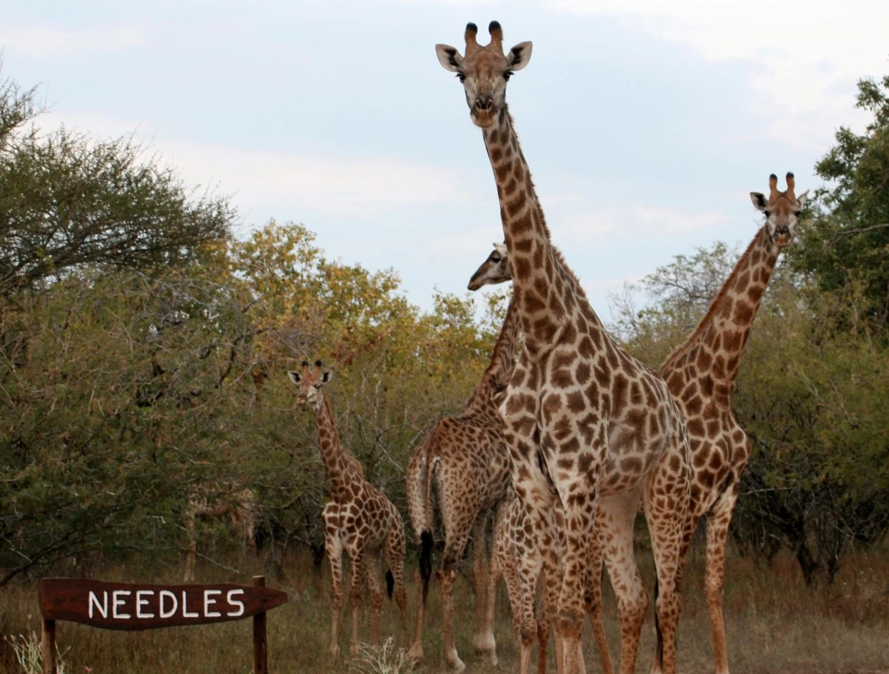 View (from property/room) in Needles Lodge