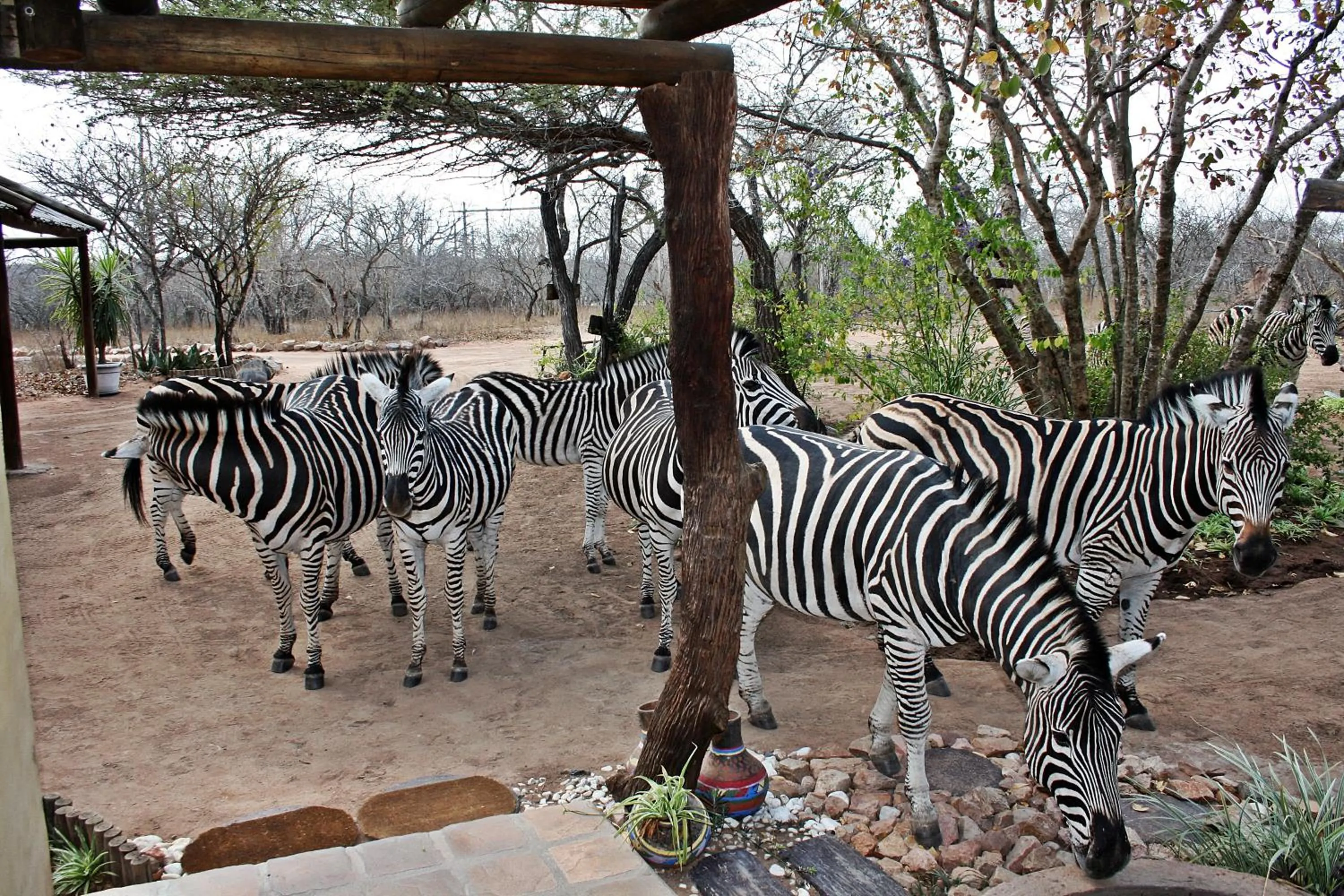 View (from property/room) in Needles Lodge