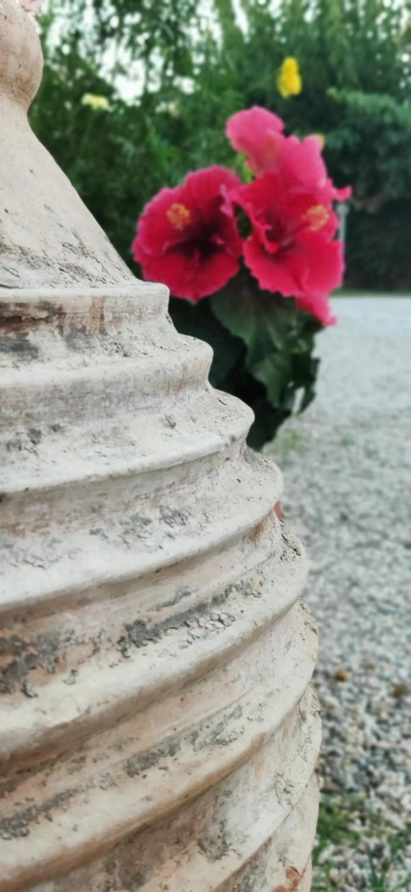 Garden in Hotel Peli